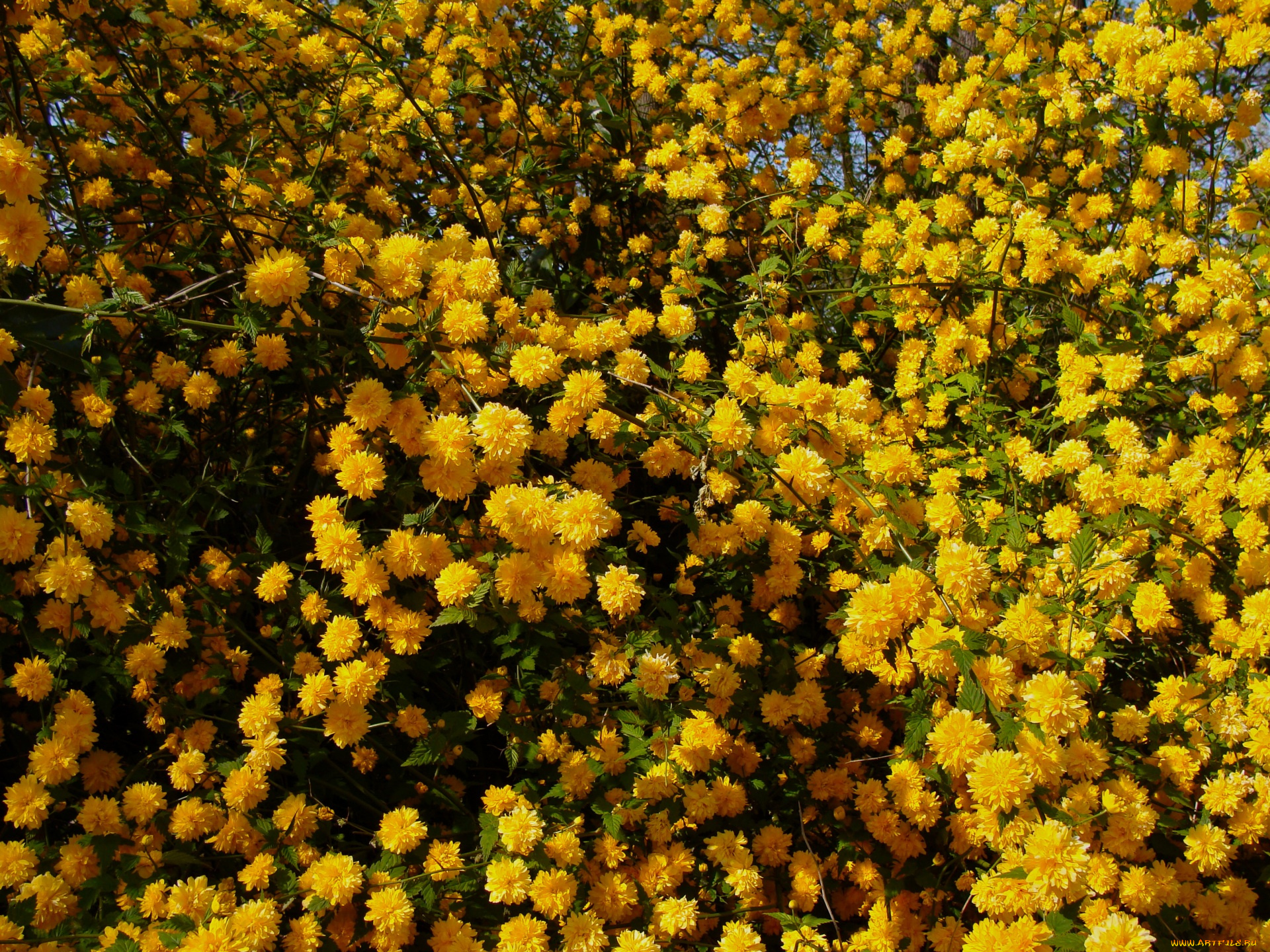 цветы, цветущие, деревья, , , кустарники, желтые