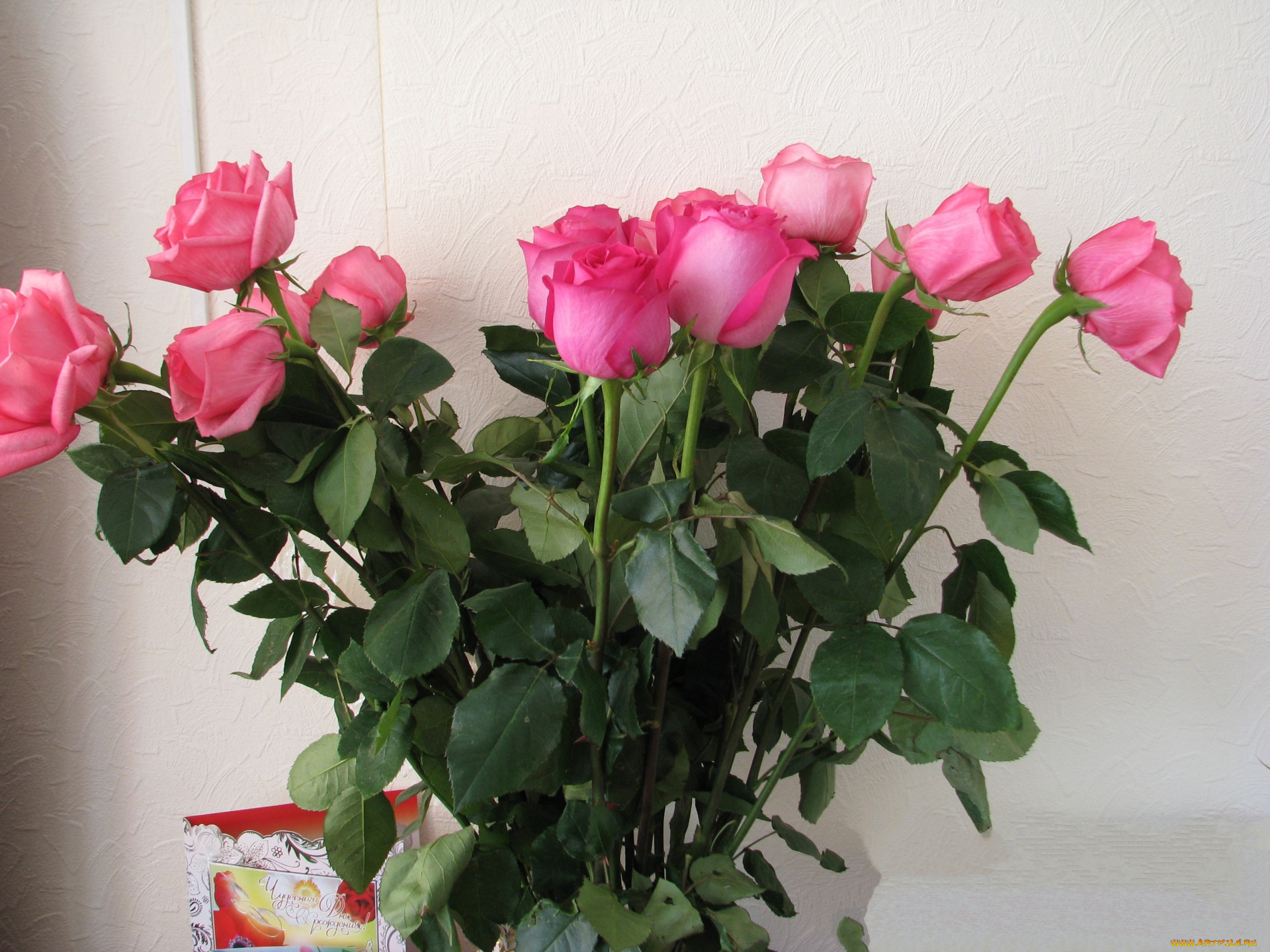 цветы, розы, белый, фон