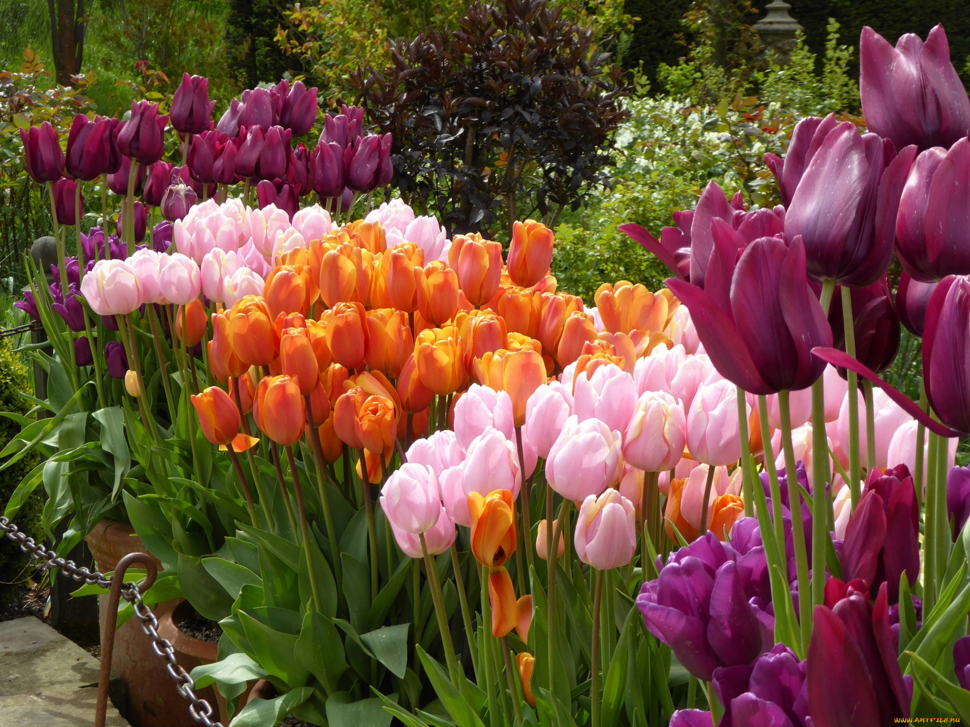 цветы, тюльпаны, разноцветные