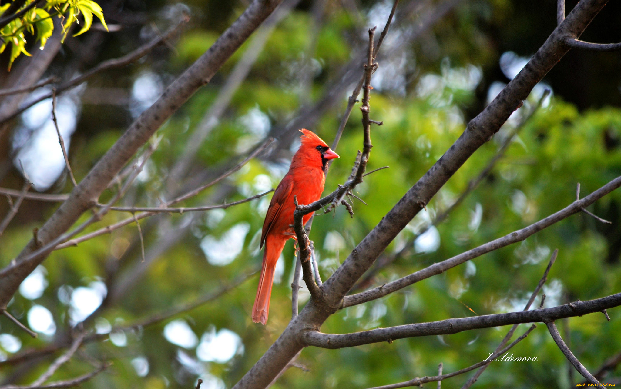 животные, птицы, клюв, птица, перья
