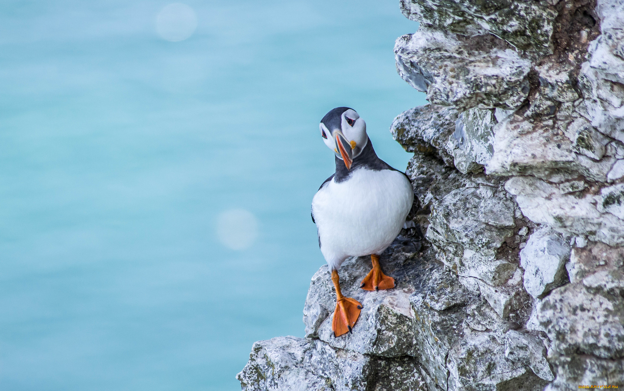 животные, тупики, тупик, птица, перья, окрас