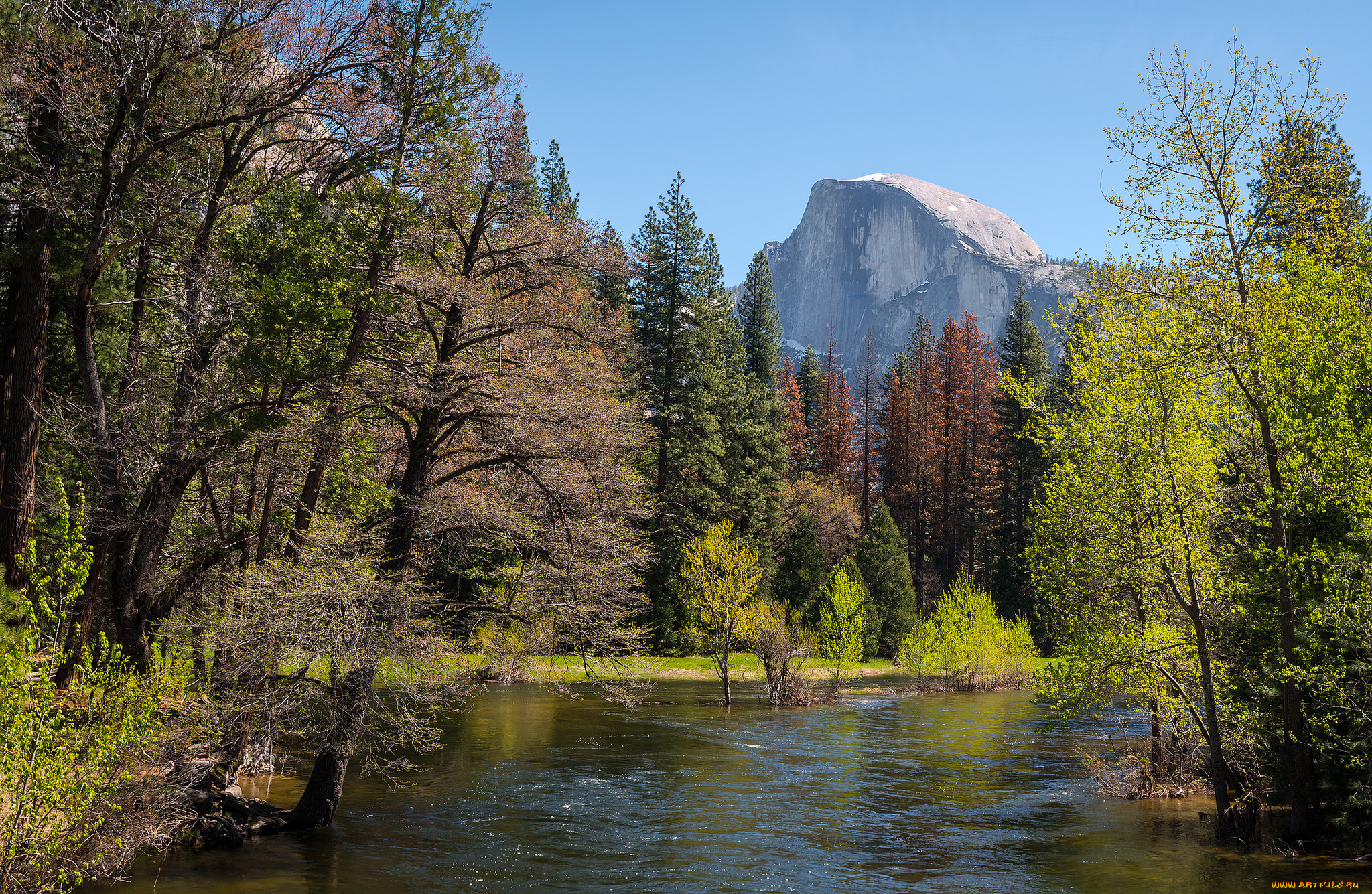 природа, реки, озера, лес, река
