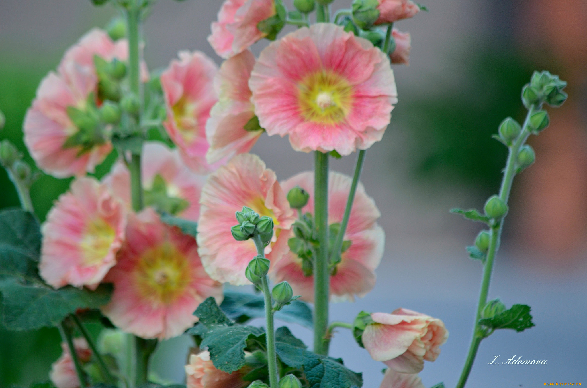 цветы, мальвы, мальва, цветение, листья