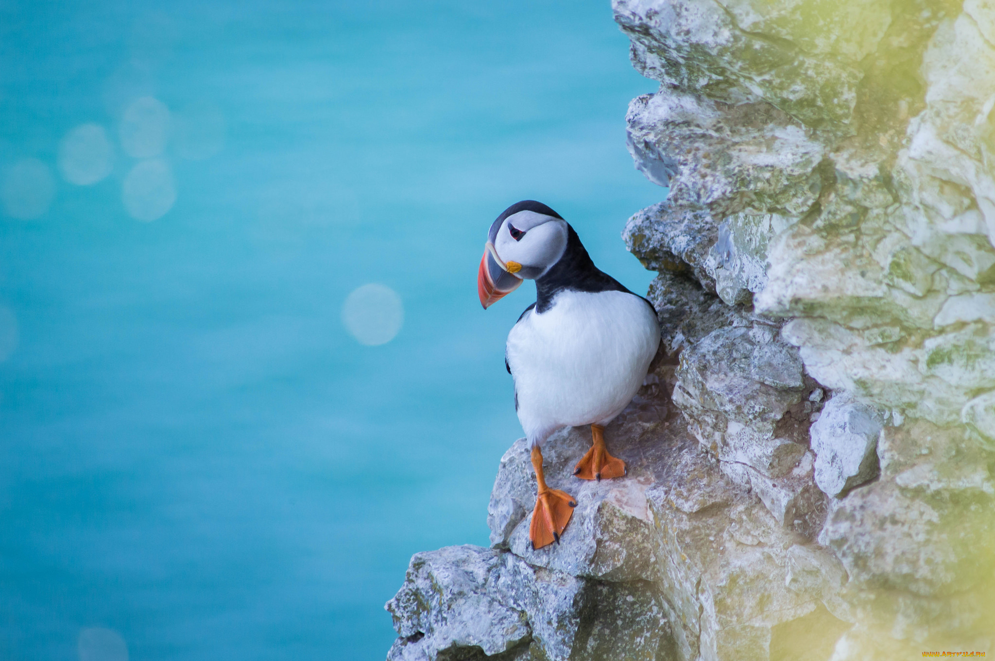 животные, тупики, окрас, перья, птица, тупик