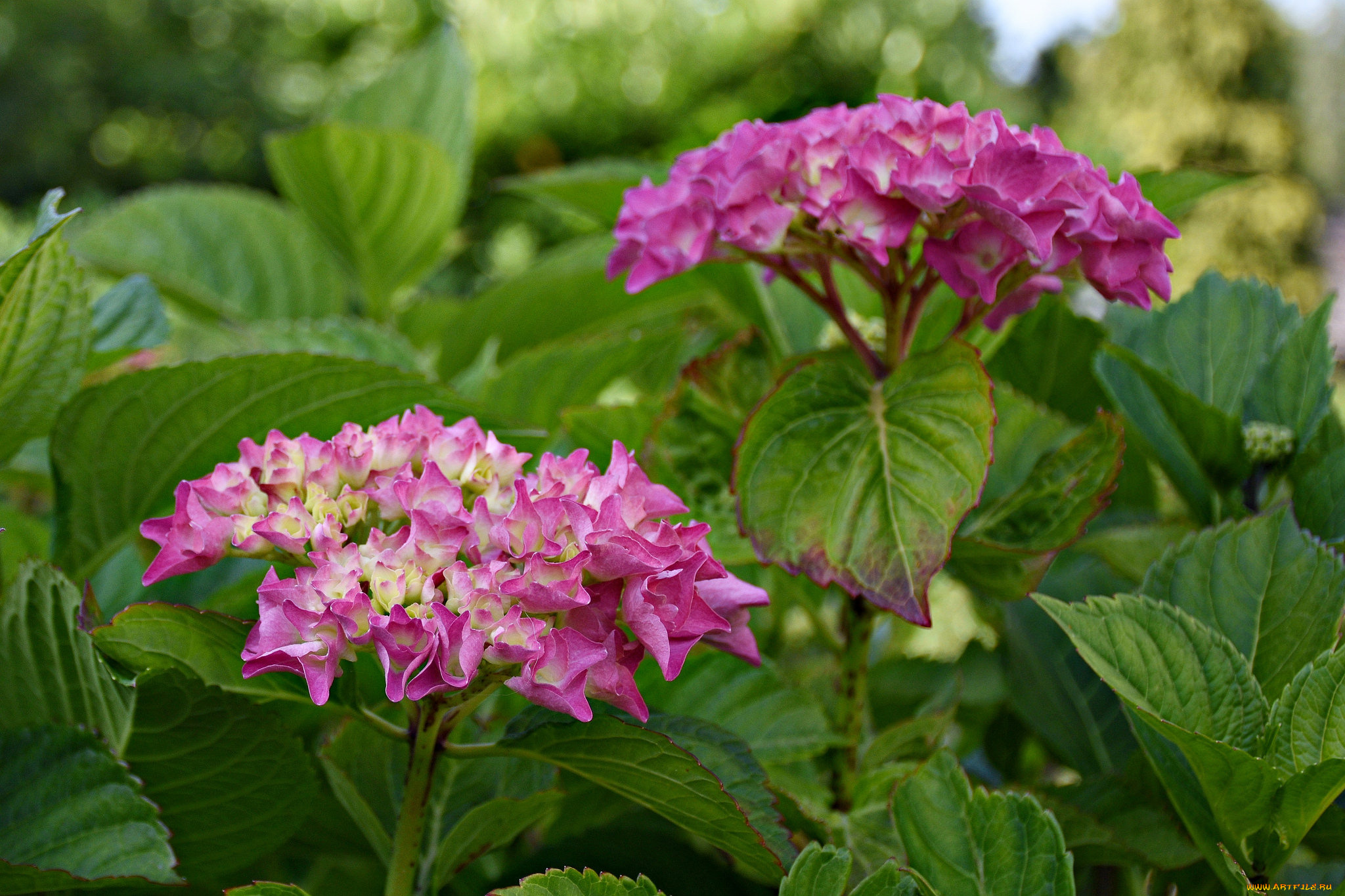 цветы, гортензия, куст, цветение, цвет