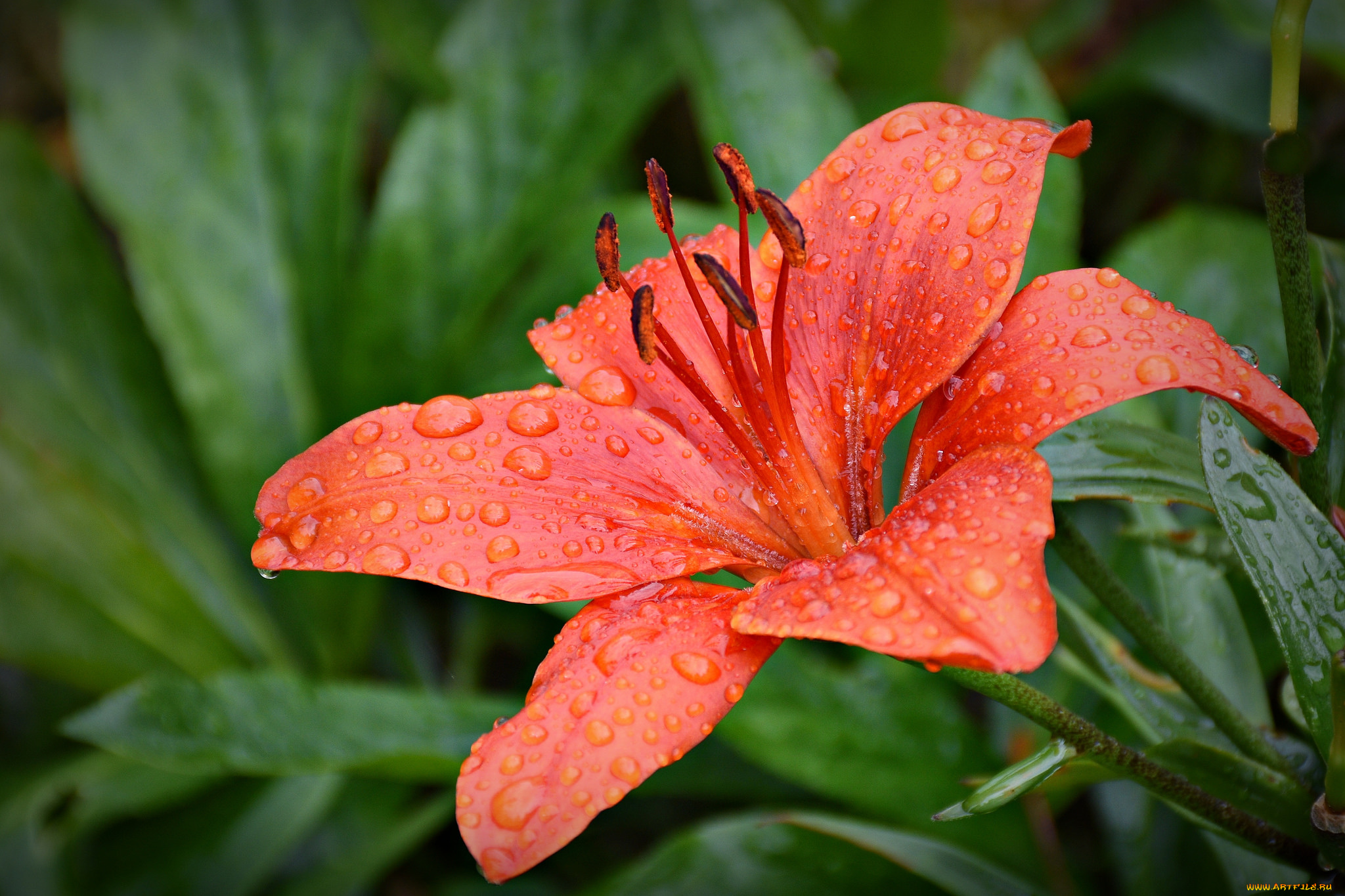 цветы, лилии, , лилейники, pink, lily, бутоны, цветение, blooms, buds