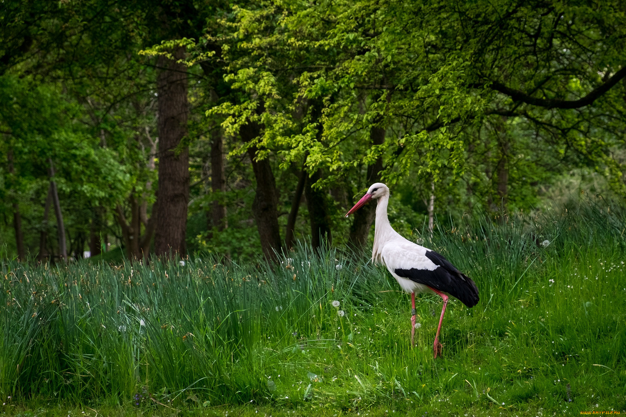 животные, аисты, лето, аист, природа