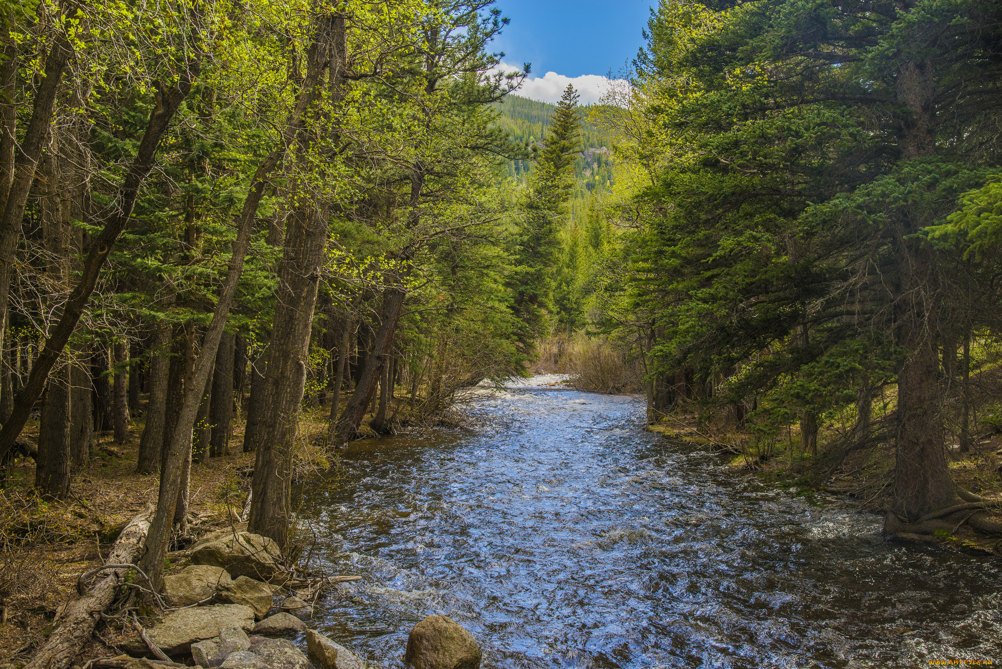 природа, реки, озера, лес, река