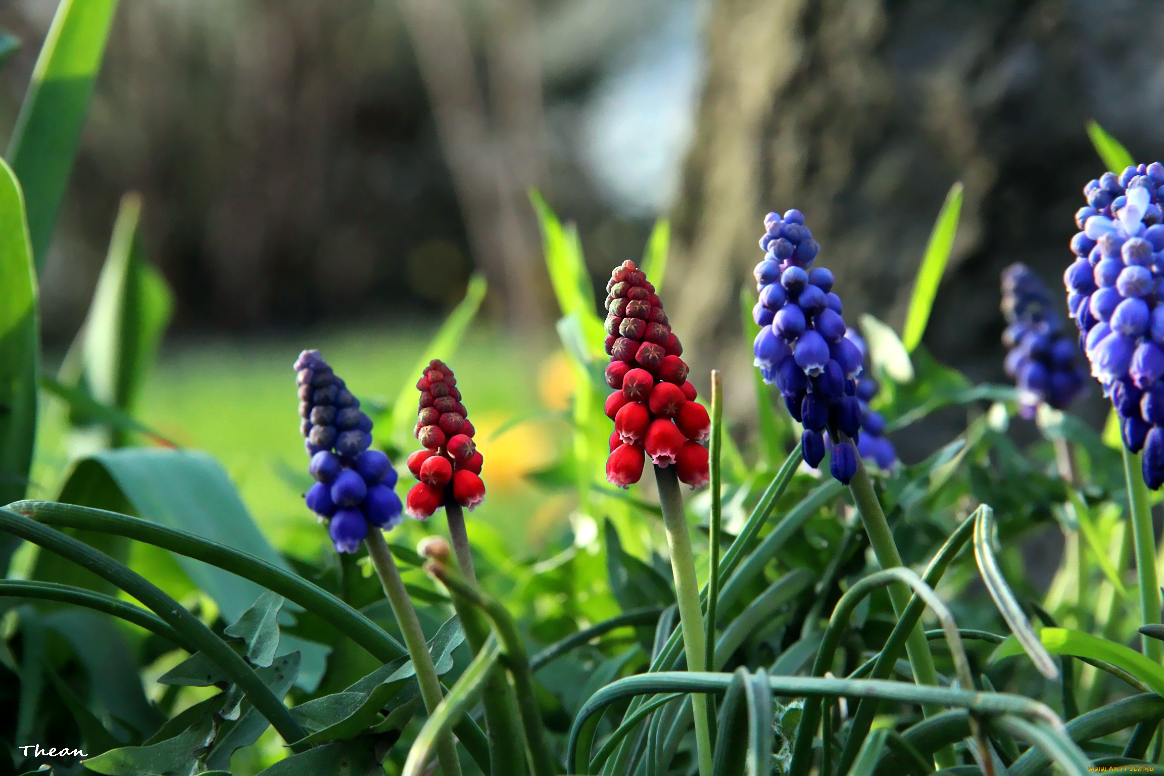 цветы, гиацинты, мускари