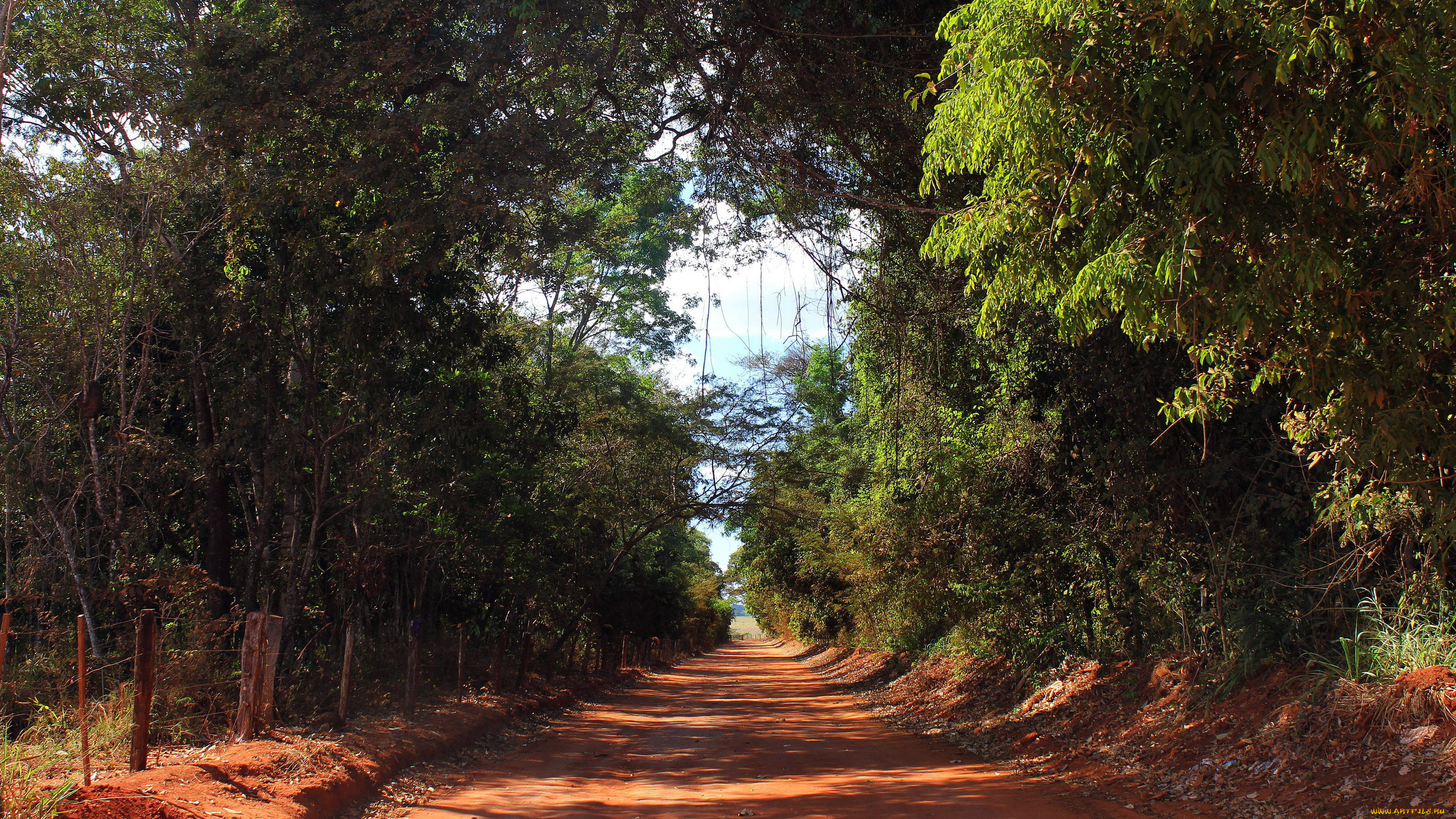 природа, дороги, дорога, деревья, грунтовая