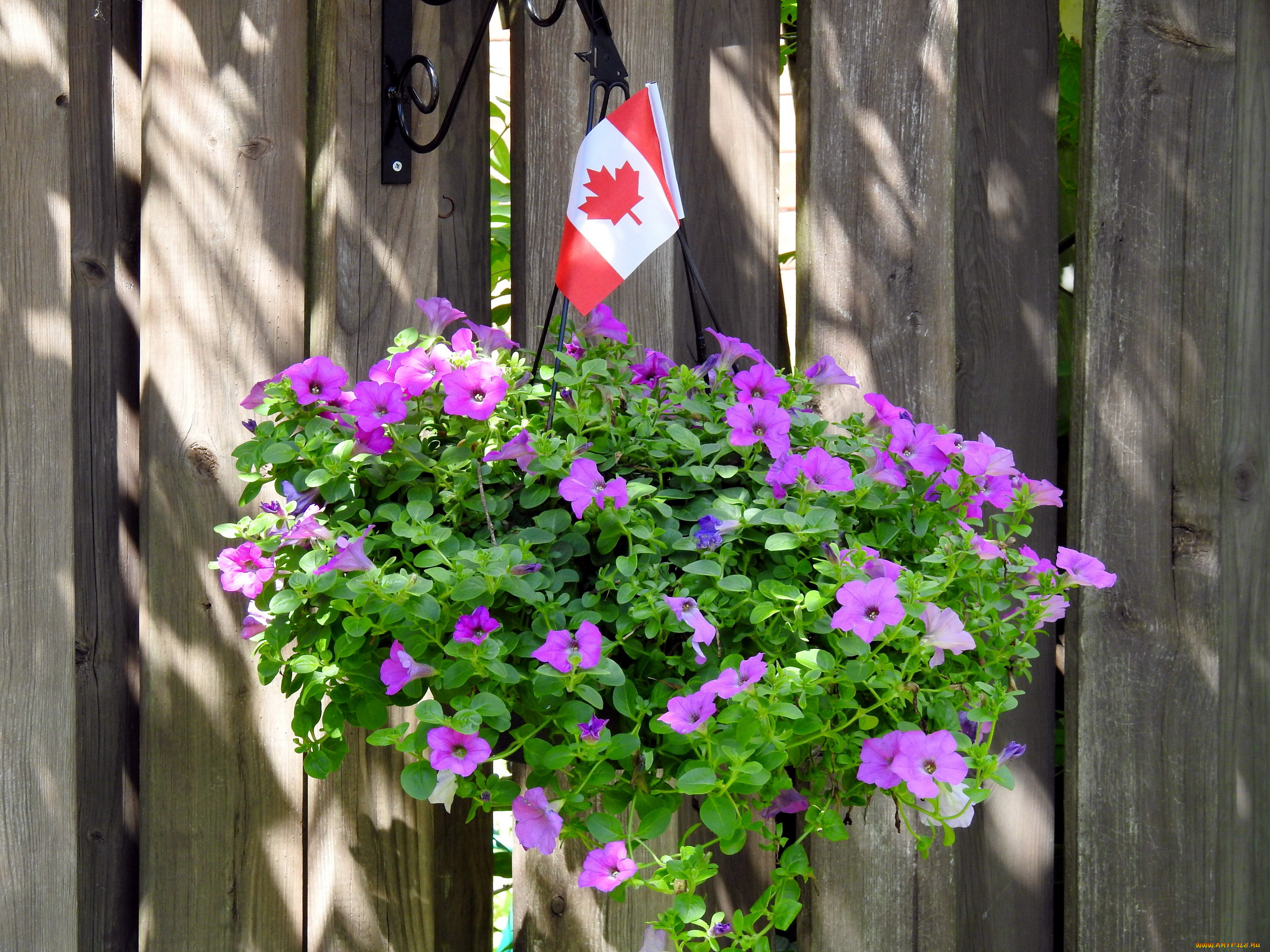 цветы, петунии, , калибрахоа, сурфиния