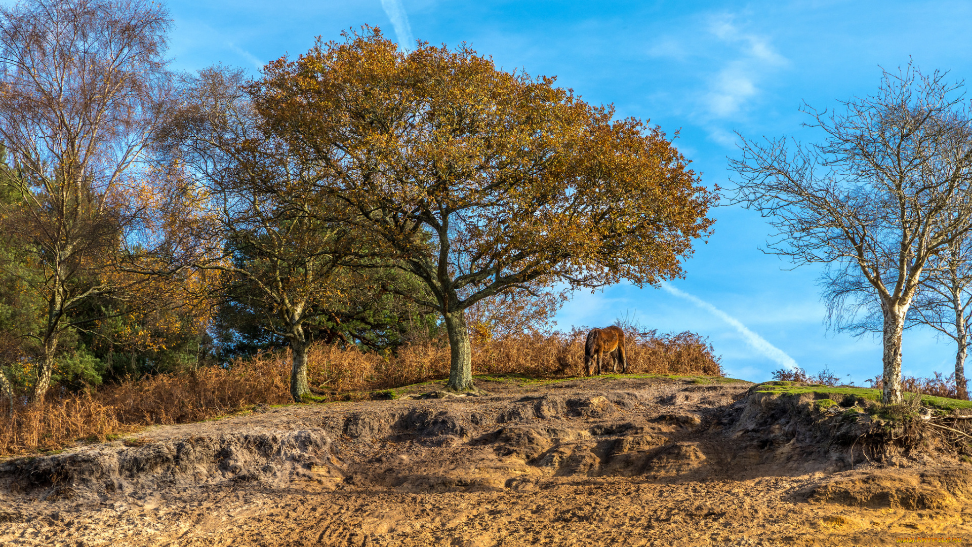 природа, деревья, простор
