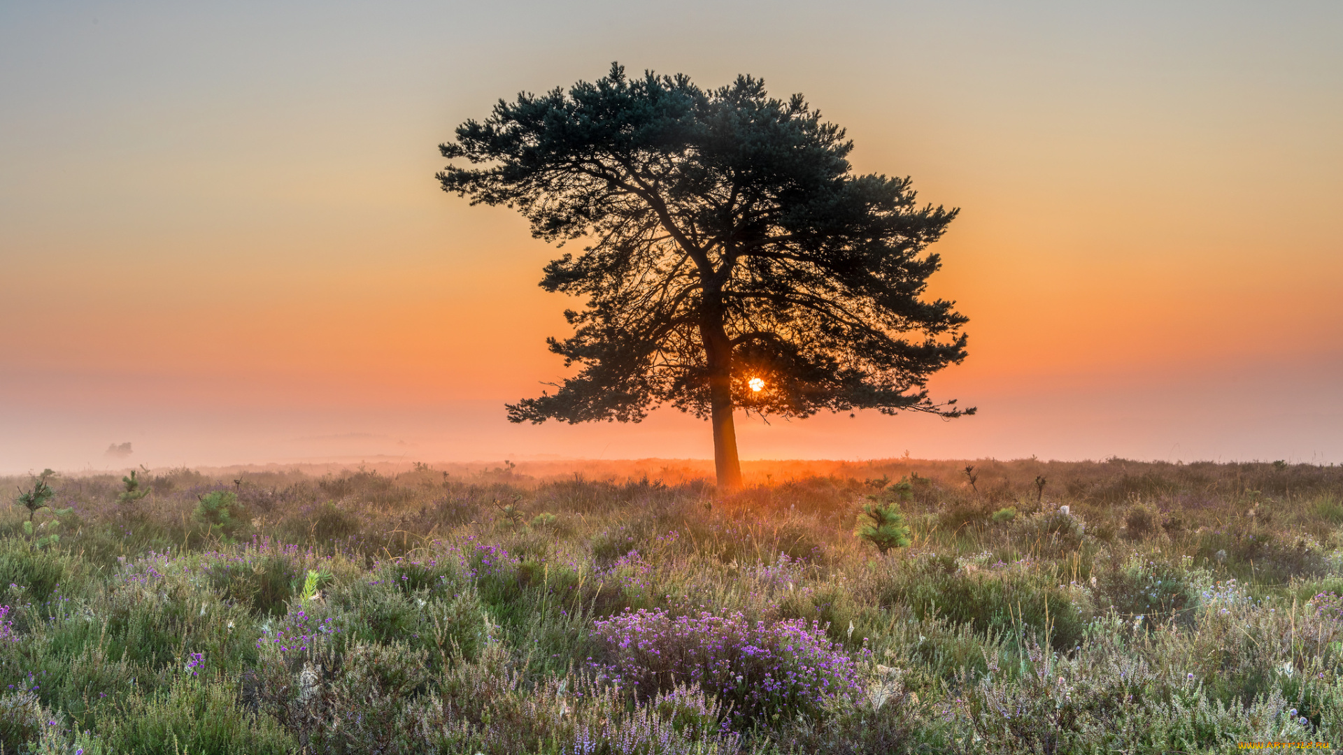 природа, деревья, простор