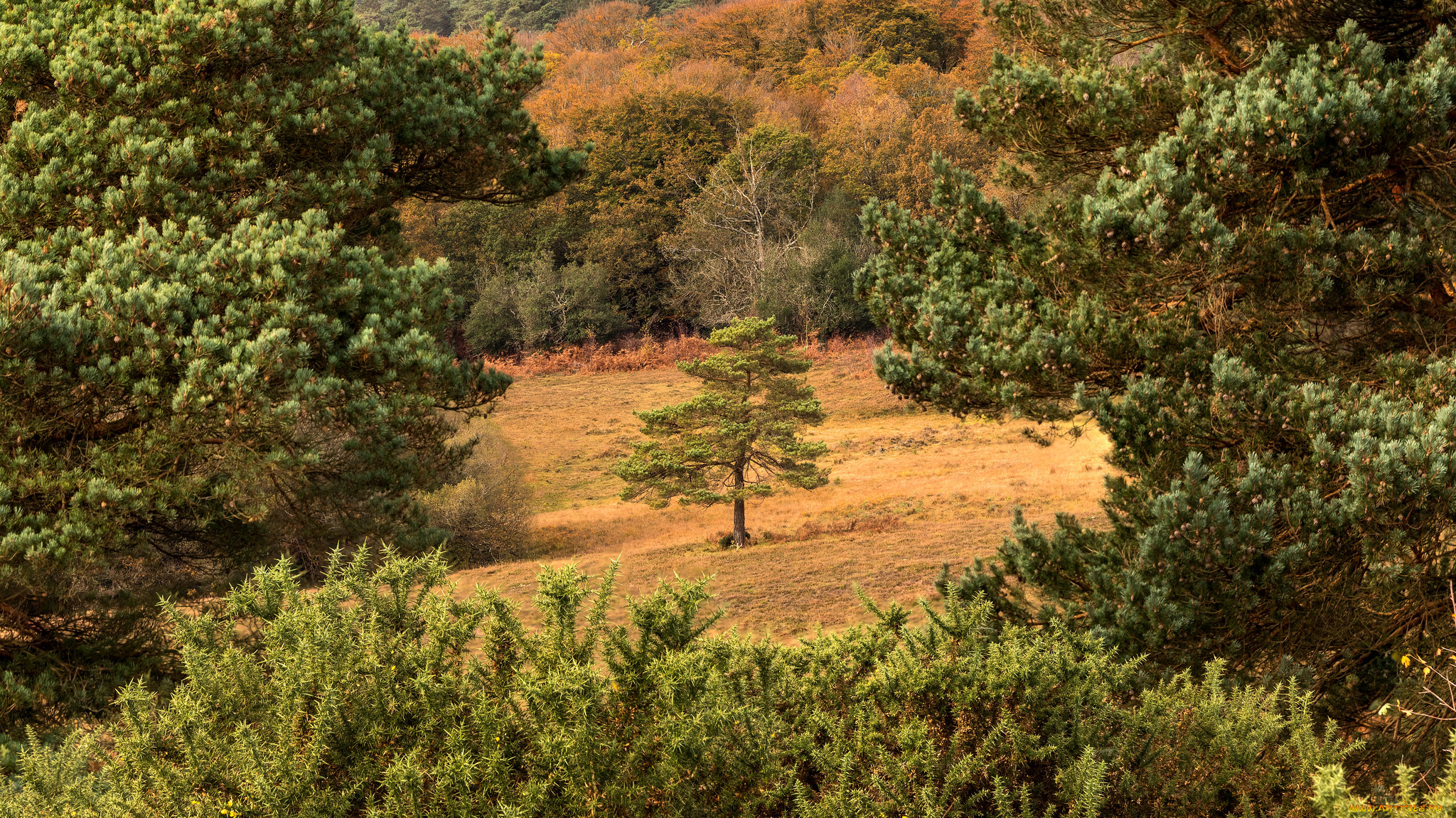 природа, лес, простор