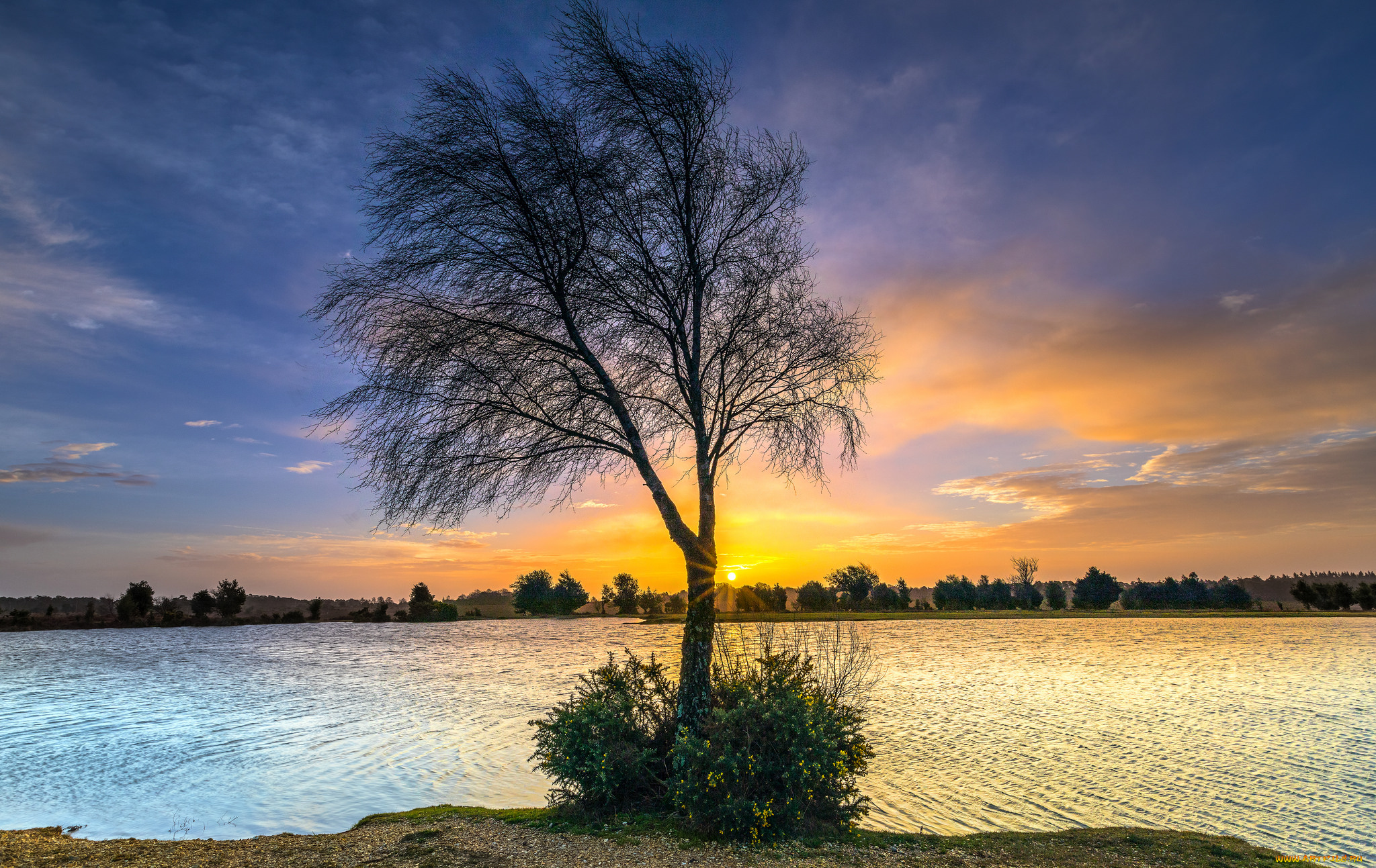 природа, деревья, простор