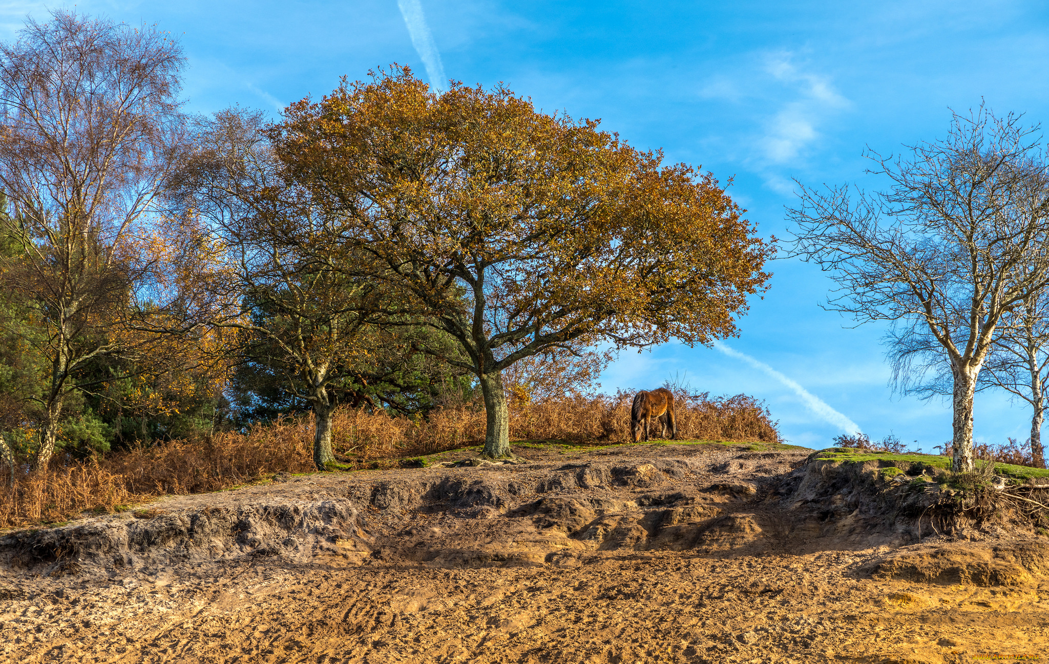 природа, деревья, простор