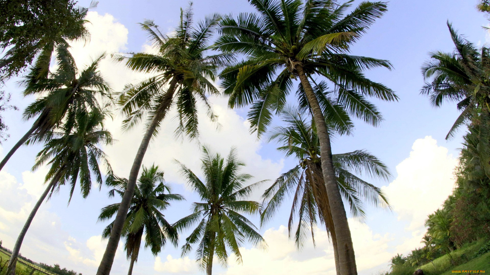 природа, деревья, пальмы