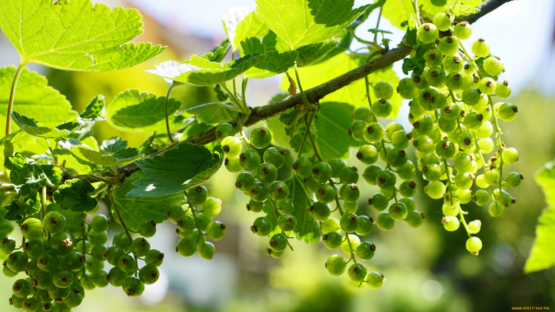 природа, ягоды, листья, ветки, зеленая, смородина