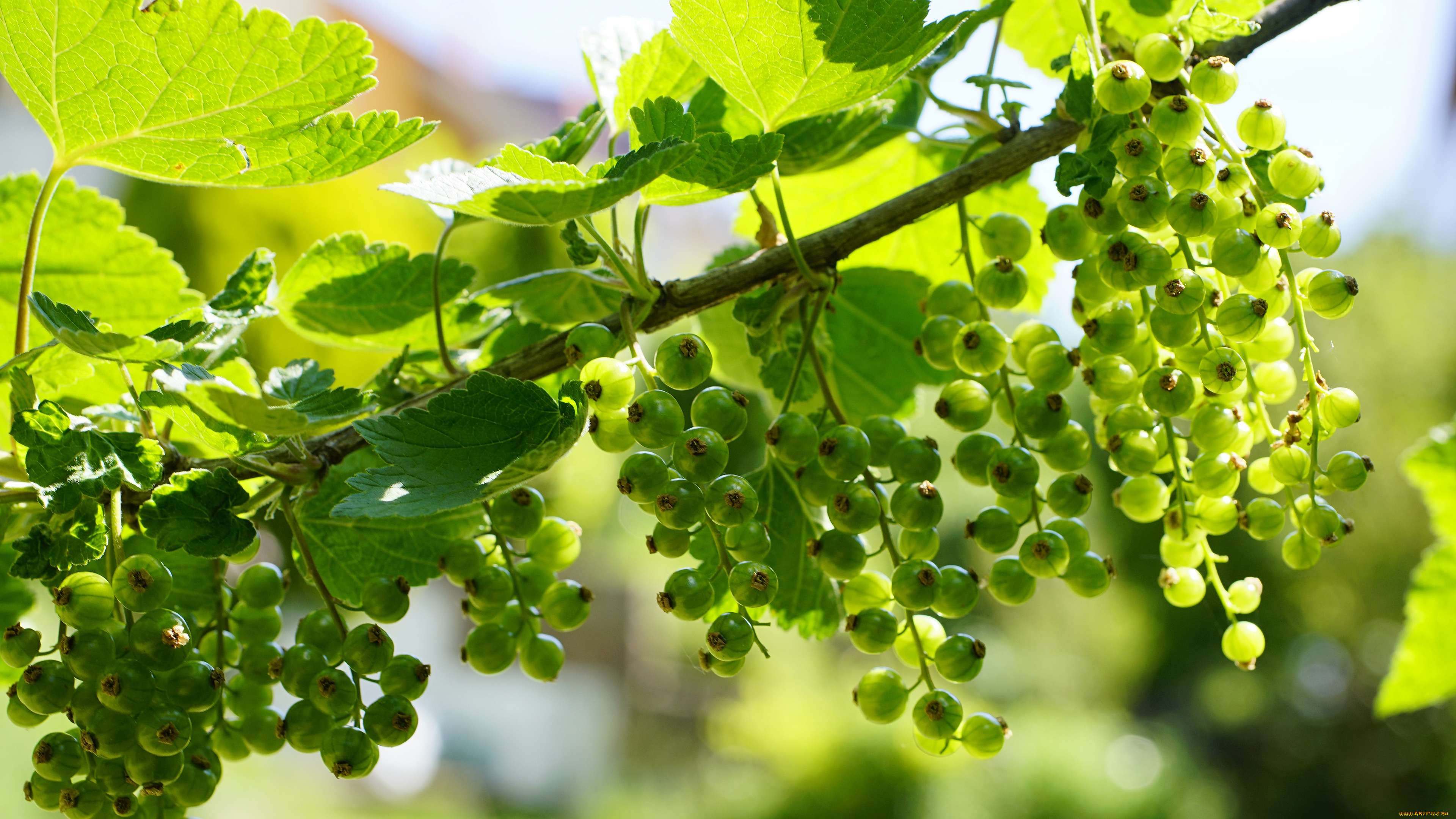 природа, ягоды, листья, ветки, зеленая, смородина
