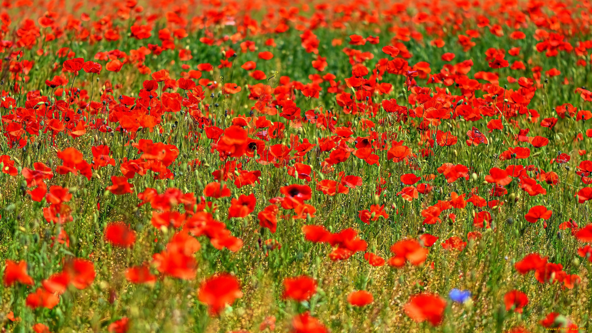 цветы, маки, луг, алые