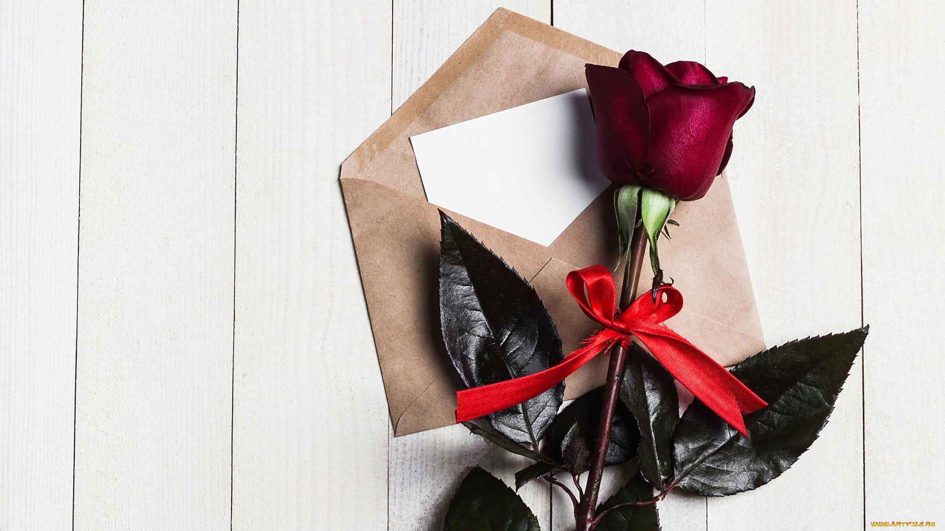 цветы, розы, конверт, роза, бордо, лента