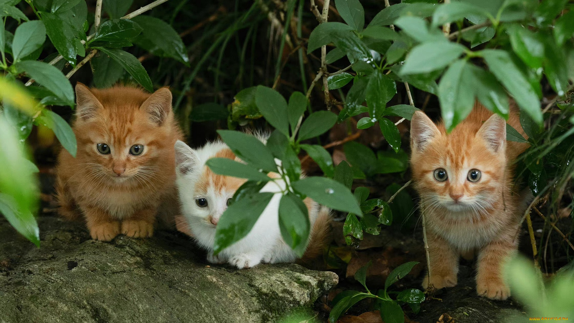 животные, коты, cat