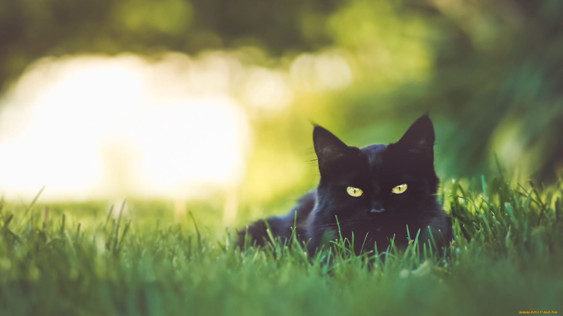 животные, коты, кот, кошка