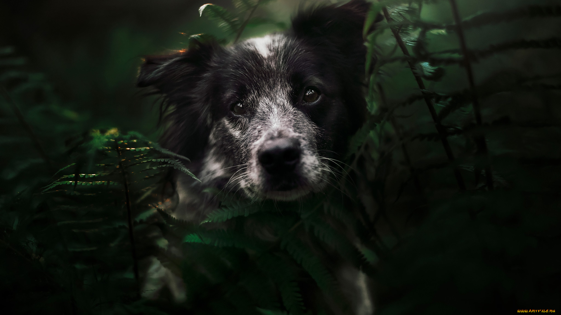 животные, собаки, собака