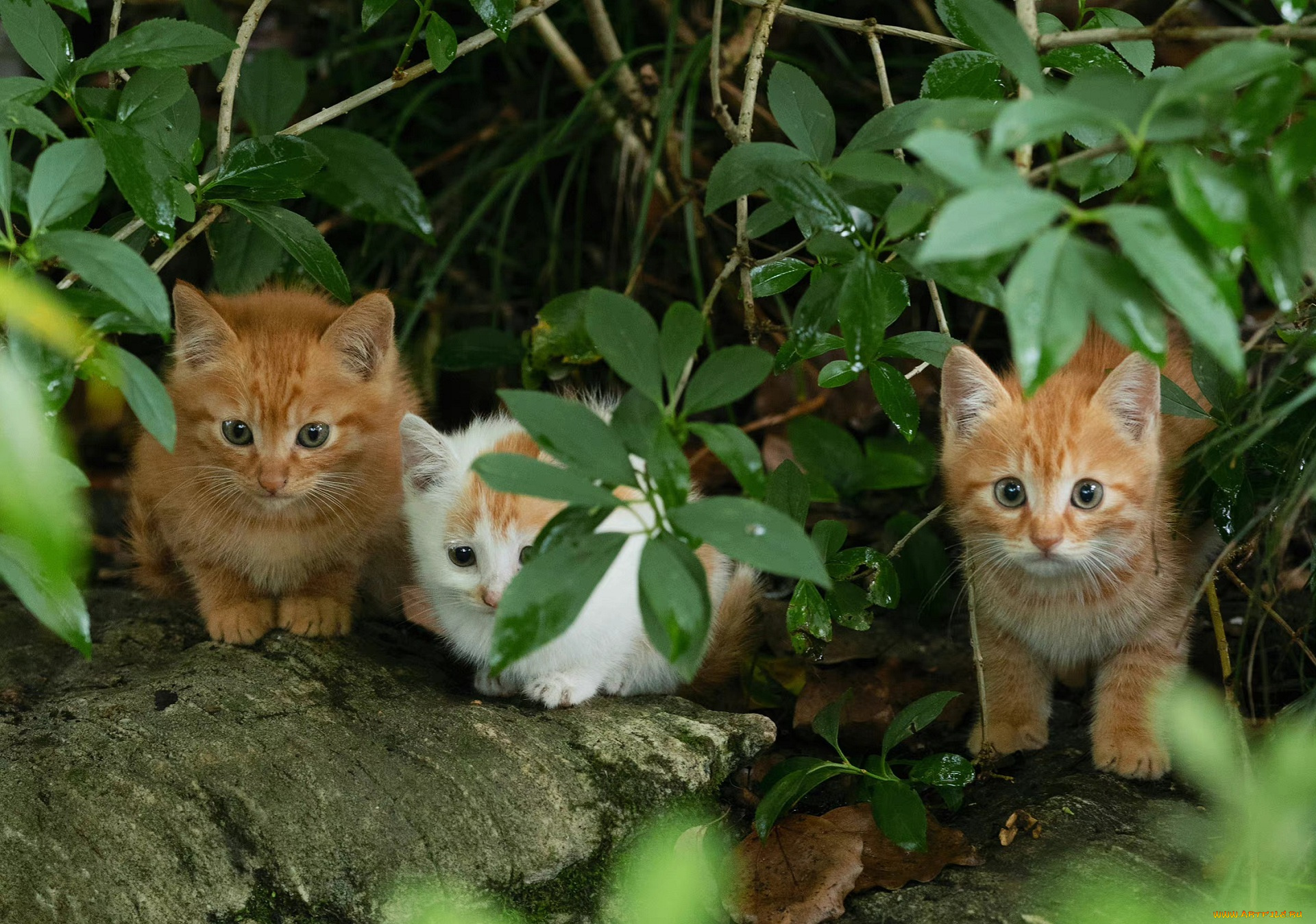 животные, коты, cat