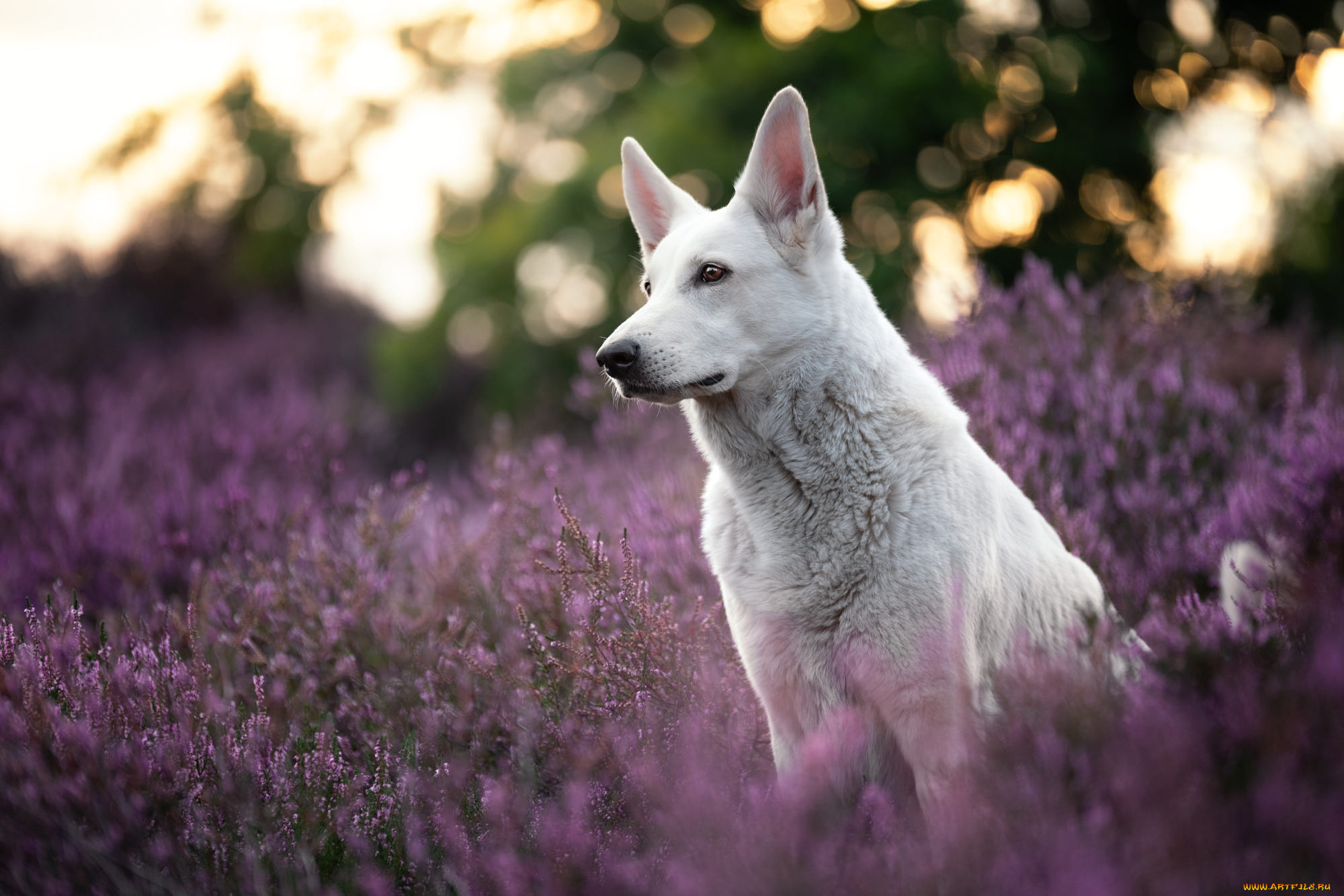 животные, собаки, собака