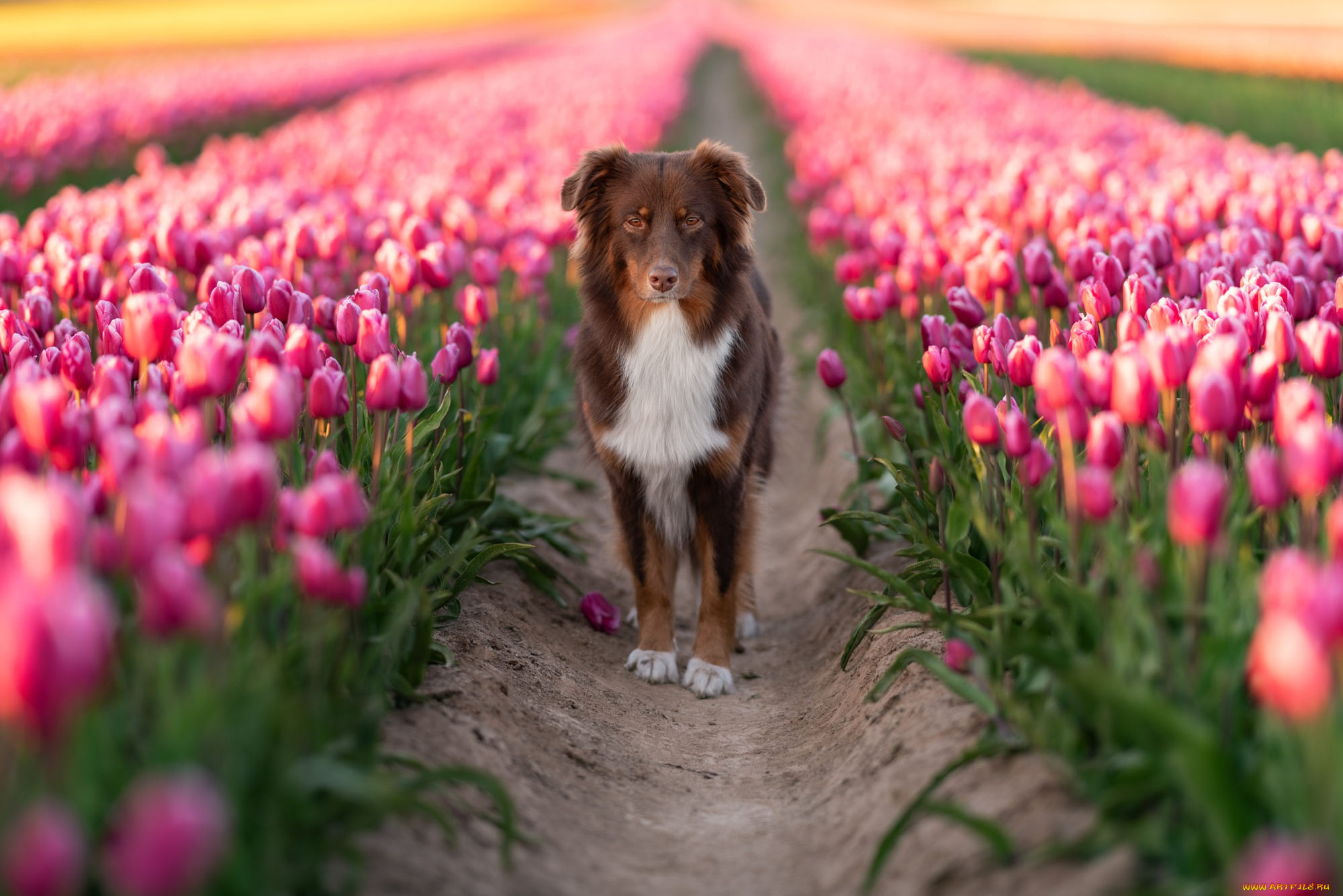 животные, собаки