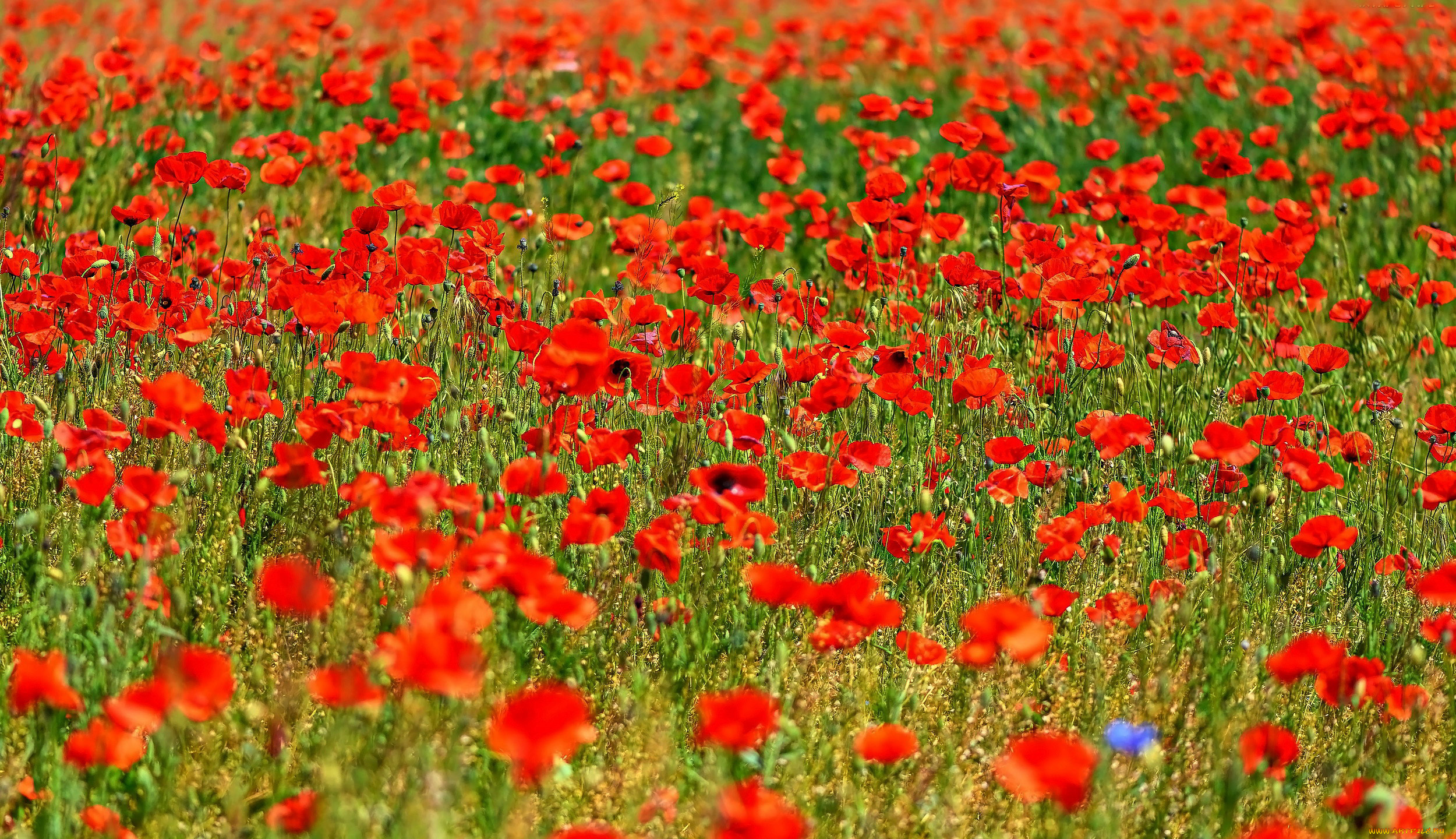 цветы, маки, луг, алые