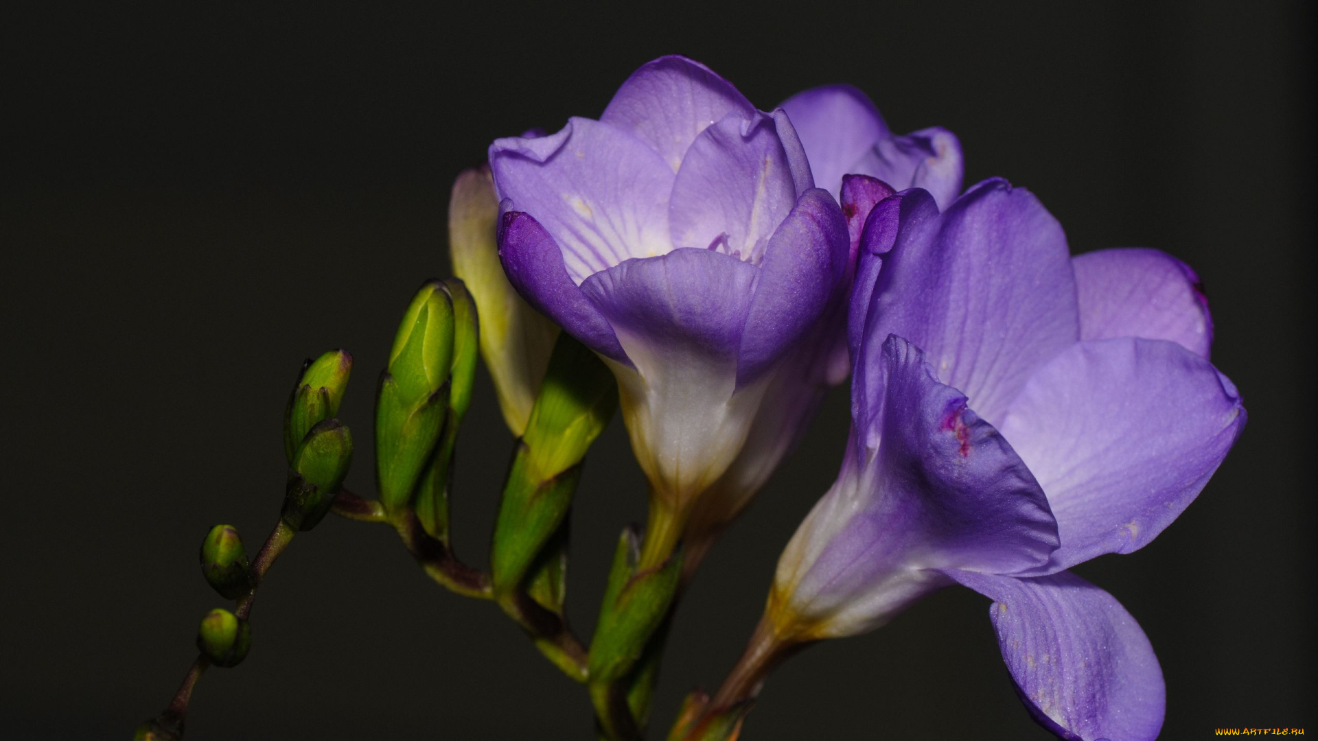 цветы, фрезия, лиловая, макро