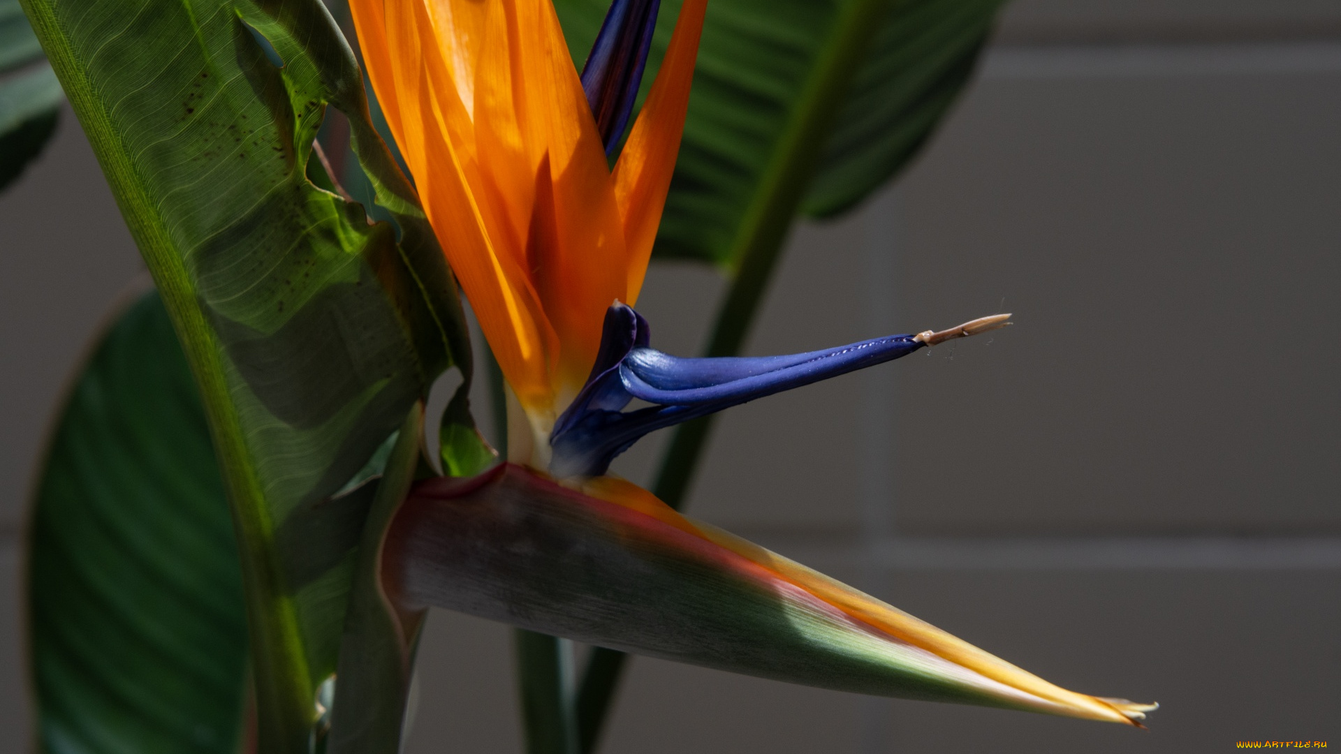 цветы, стрелиция, , райская, птица, экзотический, цветок