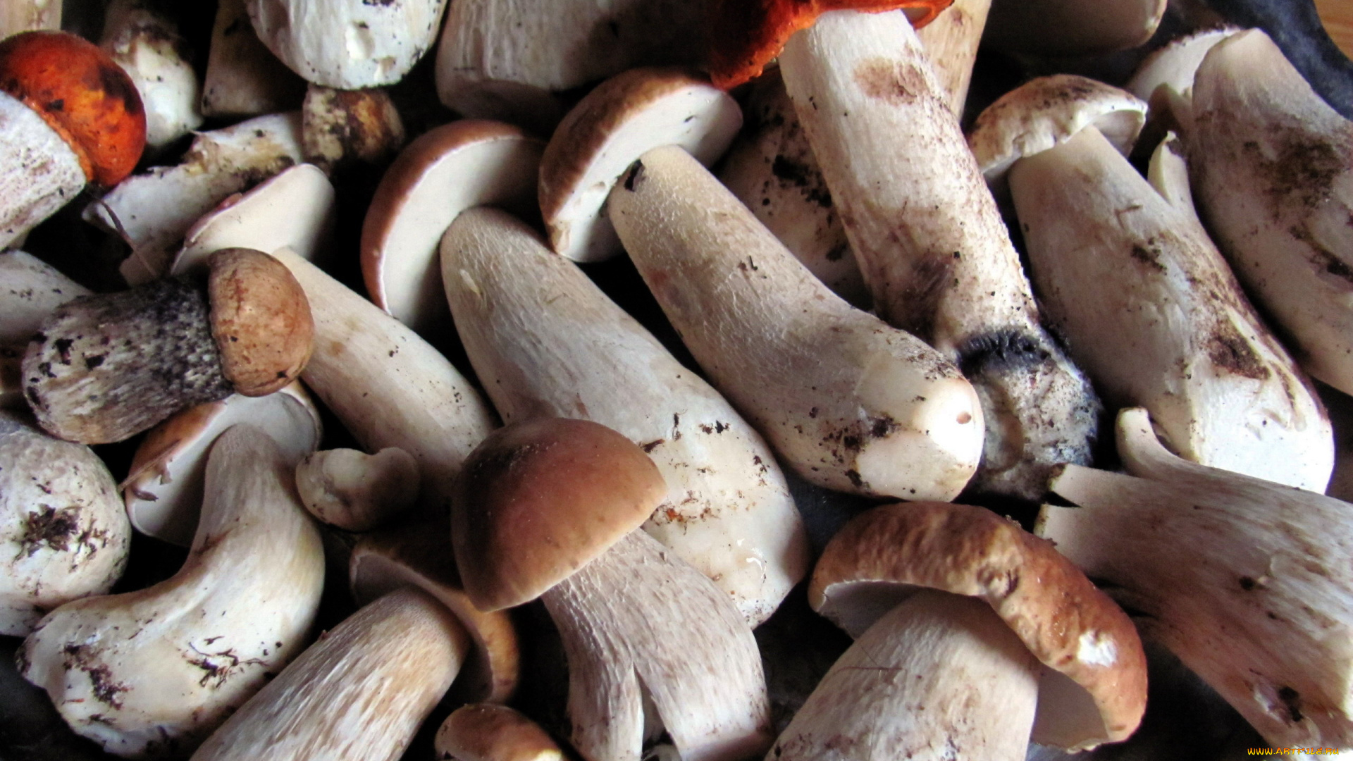 еда, грибы, , грибные, блюда, свежие, лесные