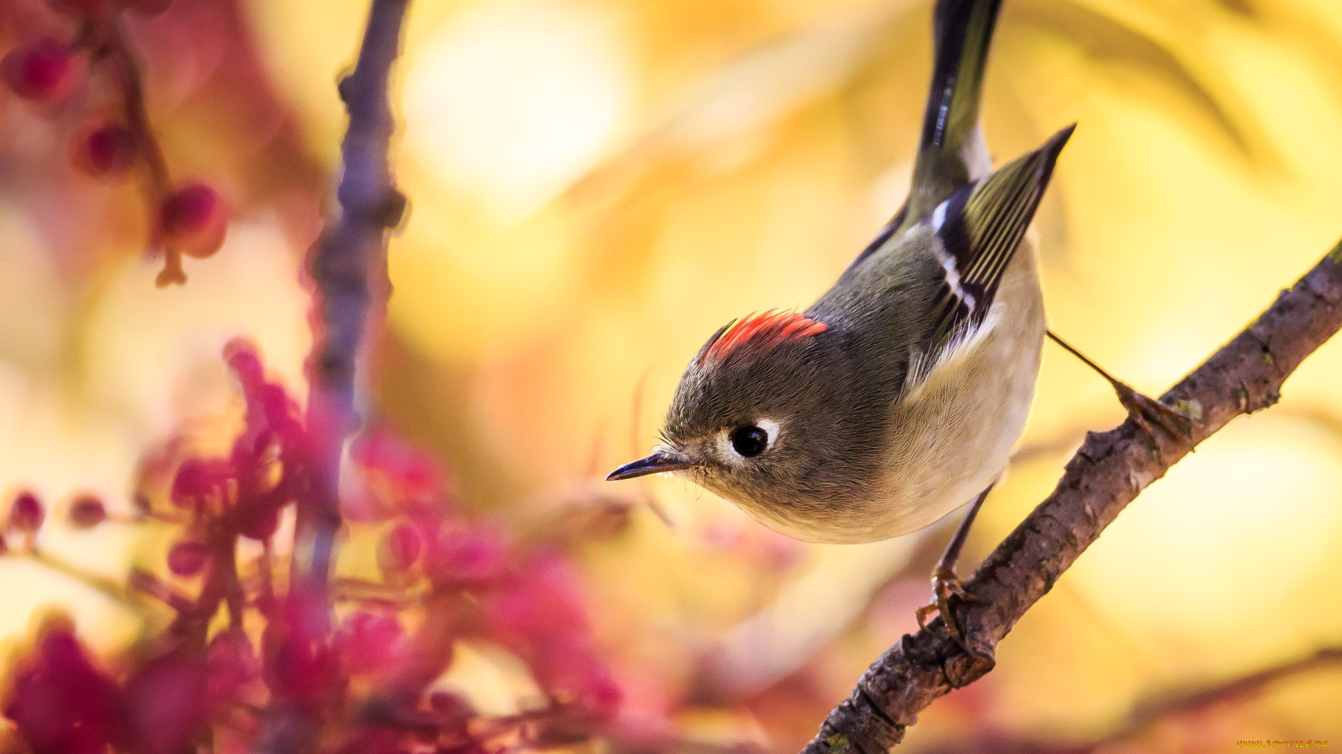 животные, птицы, птица