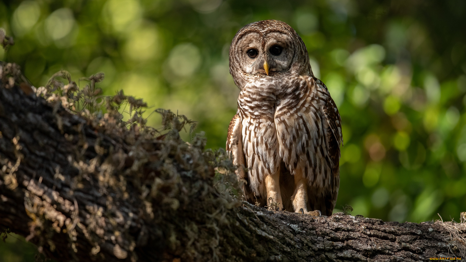 животные, совы, сова