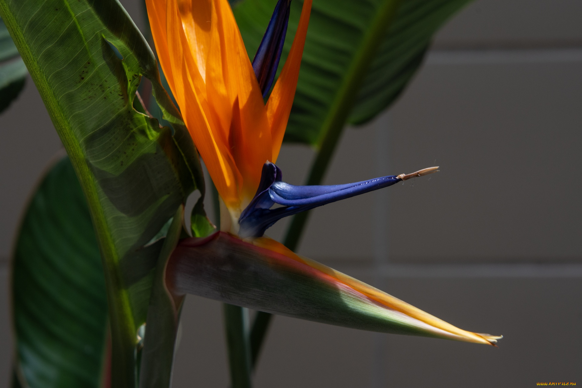 цветы, стрелиция, , райская, птица, экзотический, цветок