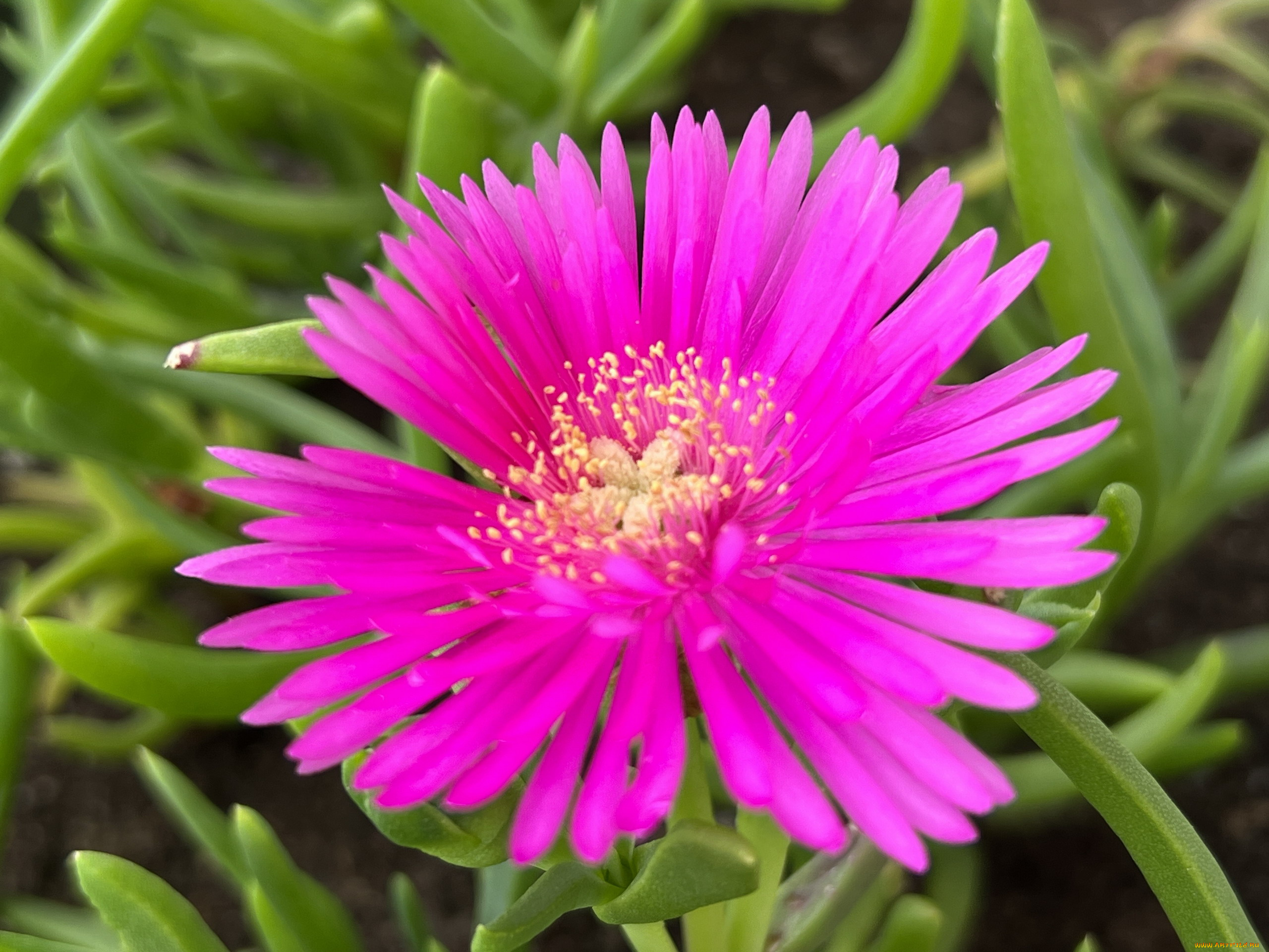 цветы, аизовые, розовый, макро