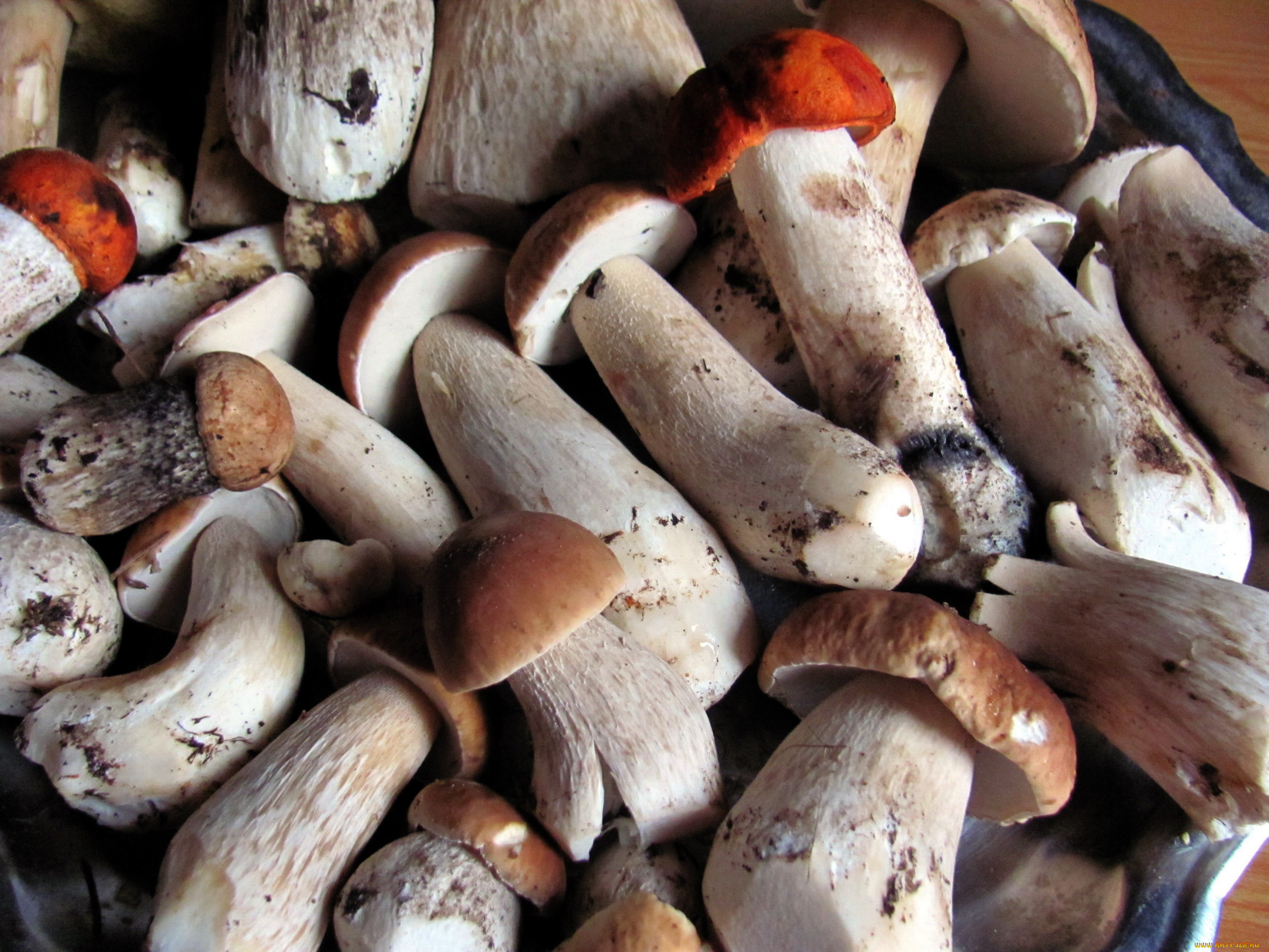 еда, грибы, , грибные, блюда, свежие, лесные