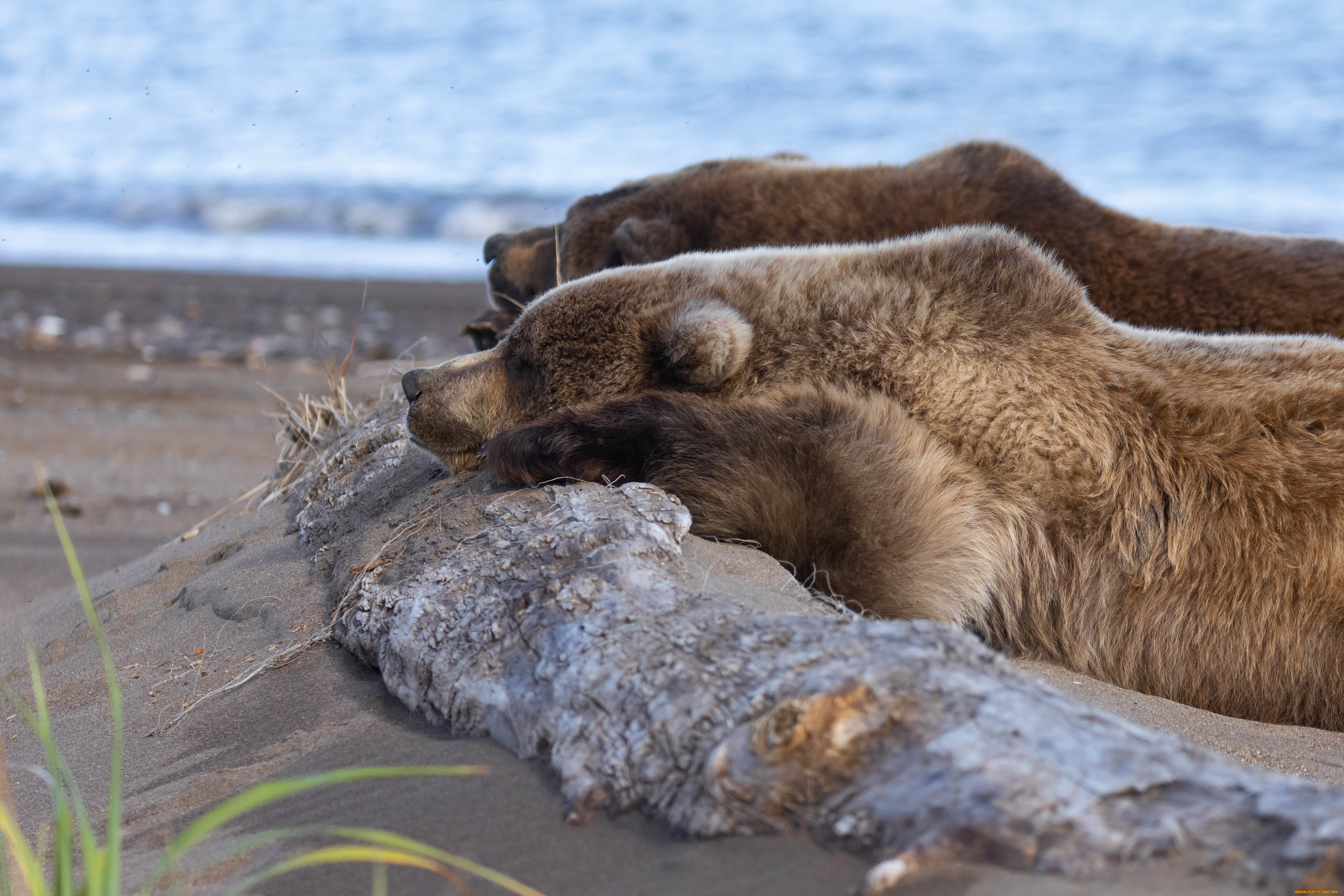 животные, медведи