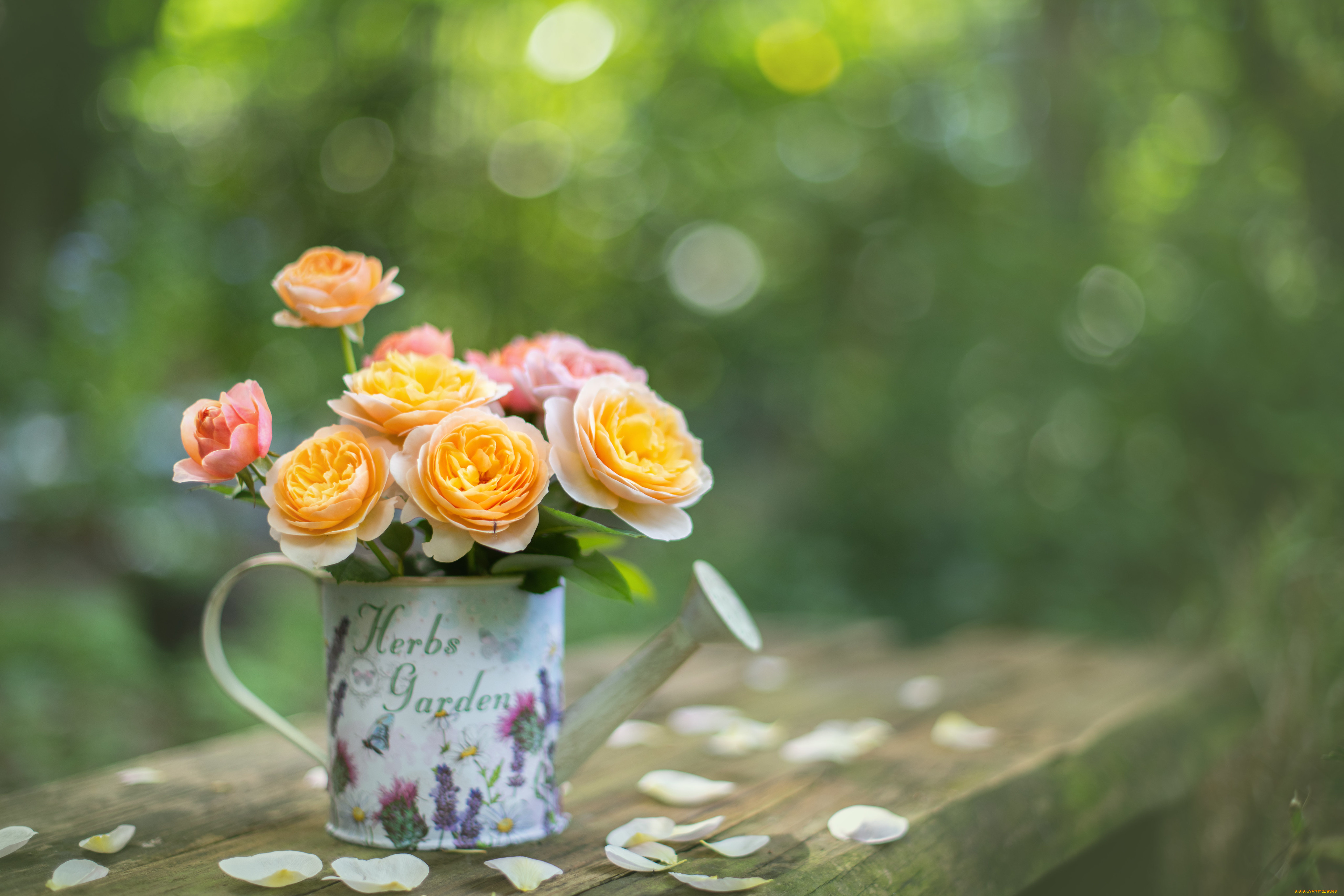 цветы, розы