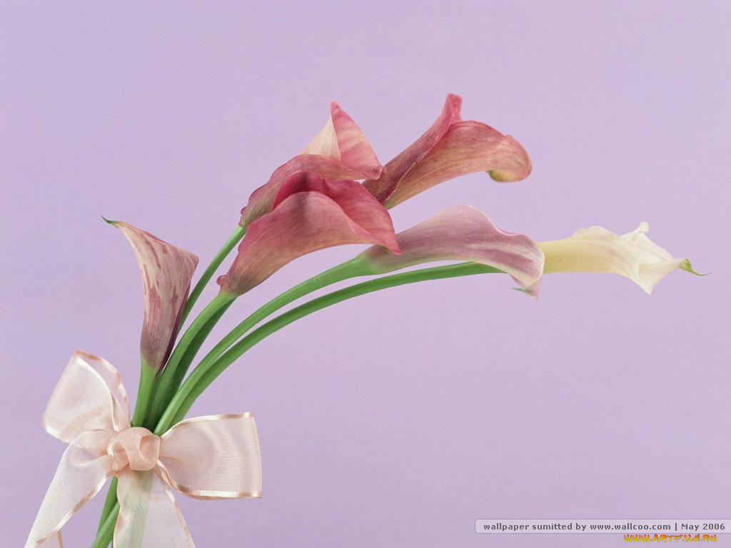 цветы, каллы