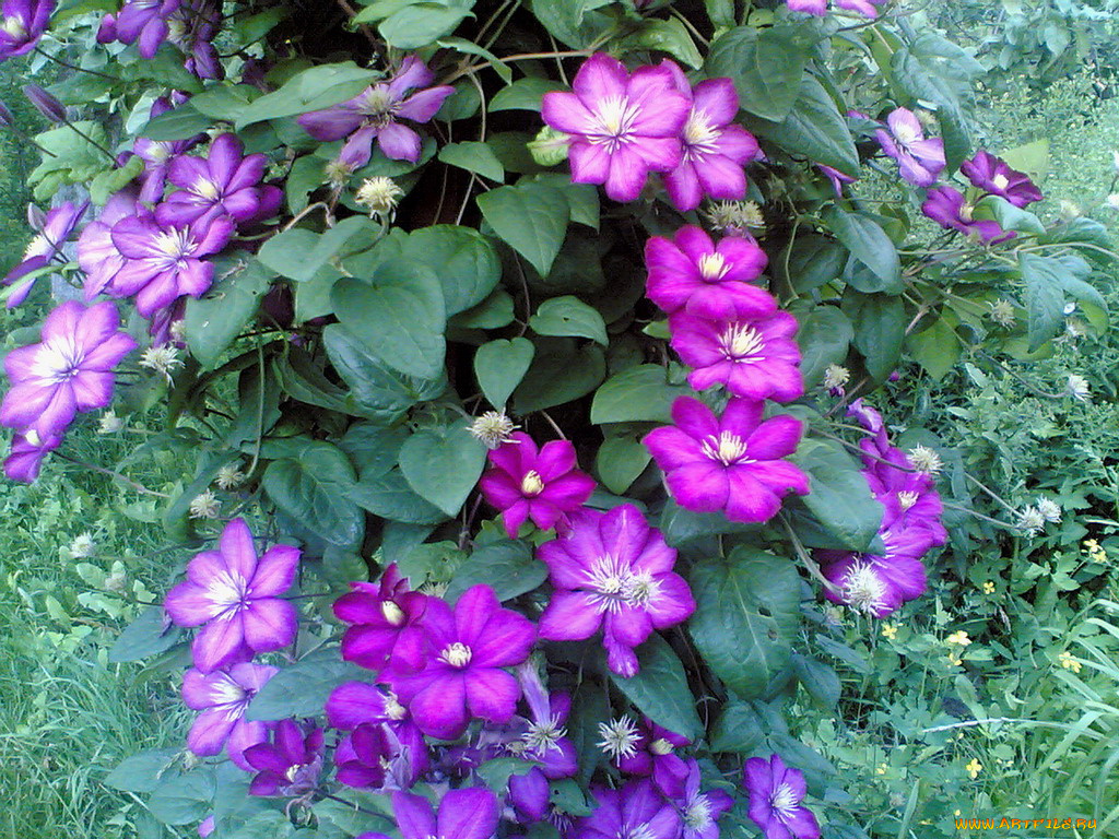 цветы, клематис, ломонос