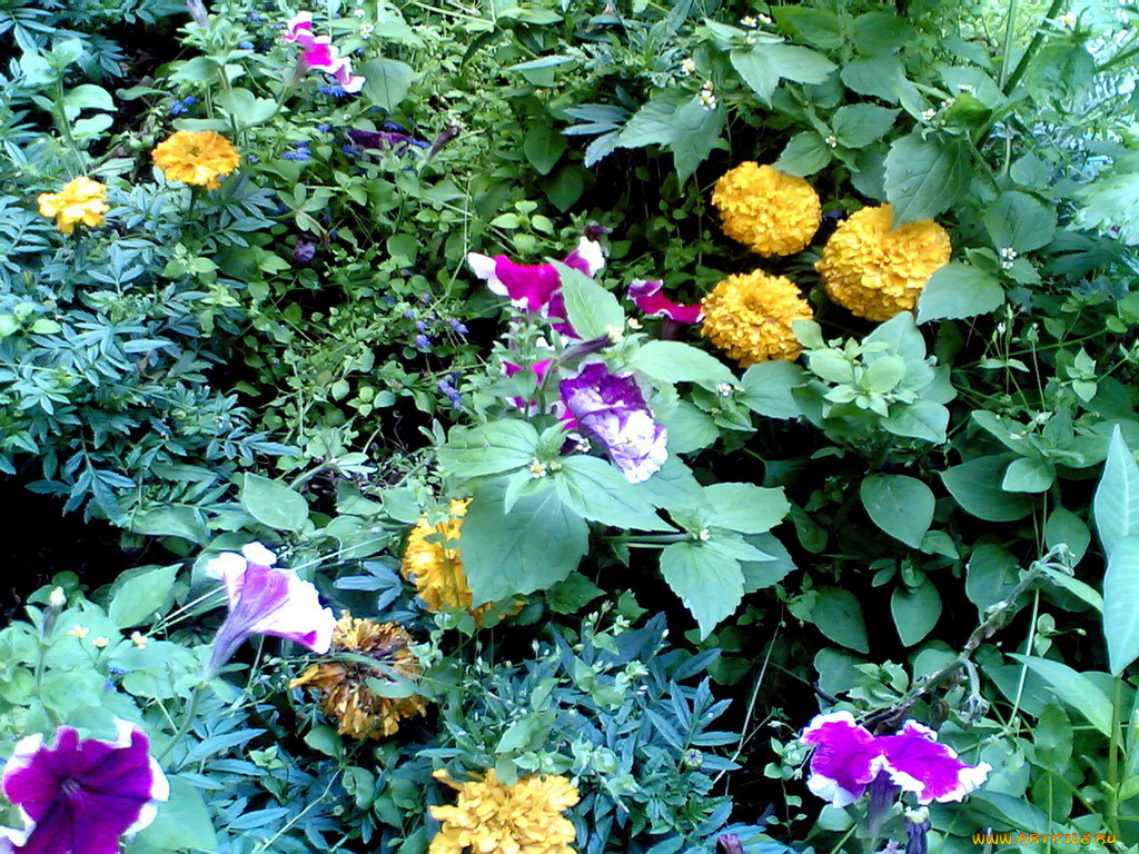 цветы, разные, вместе