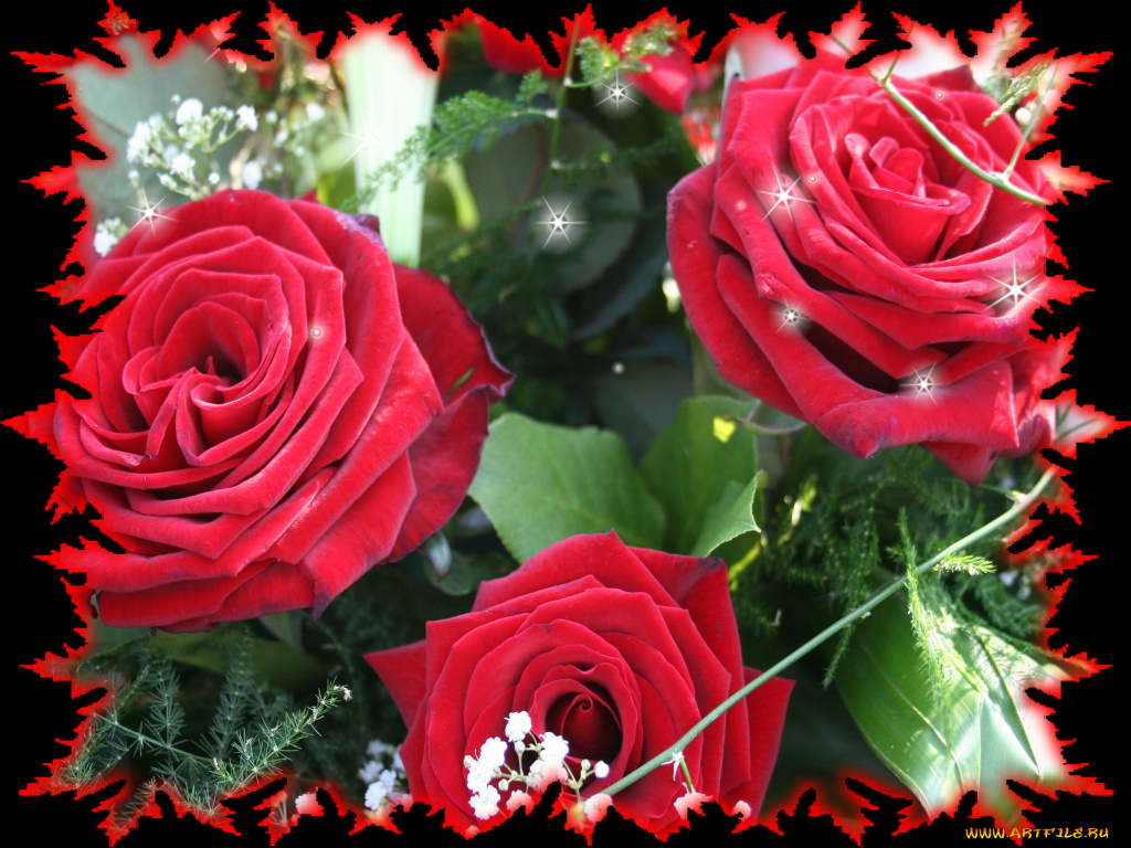 цветы, розы