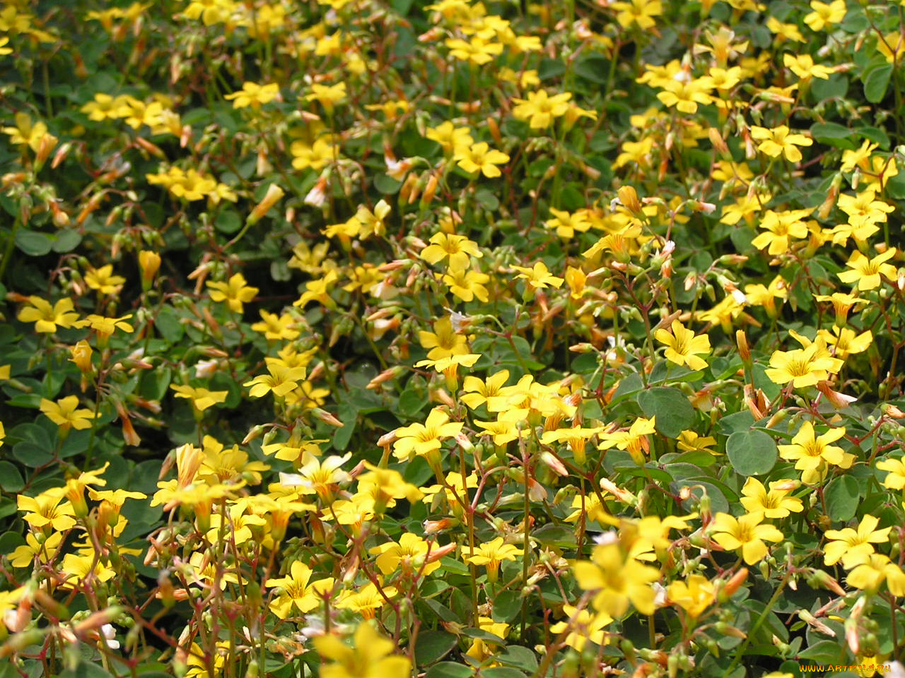 цветоЧек, цветы