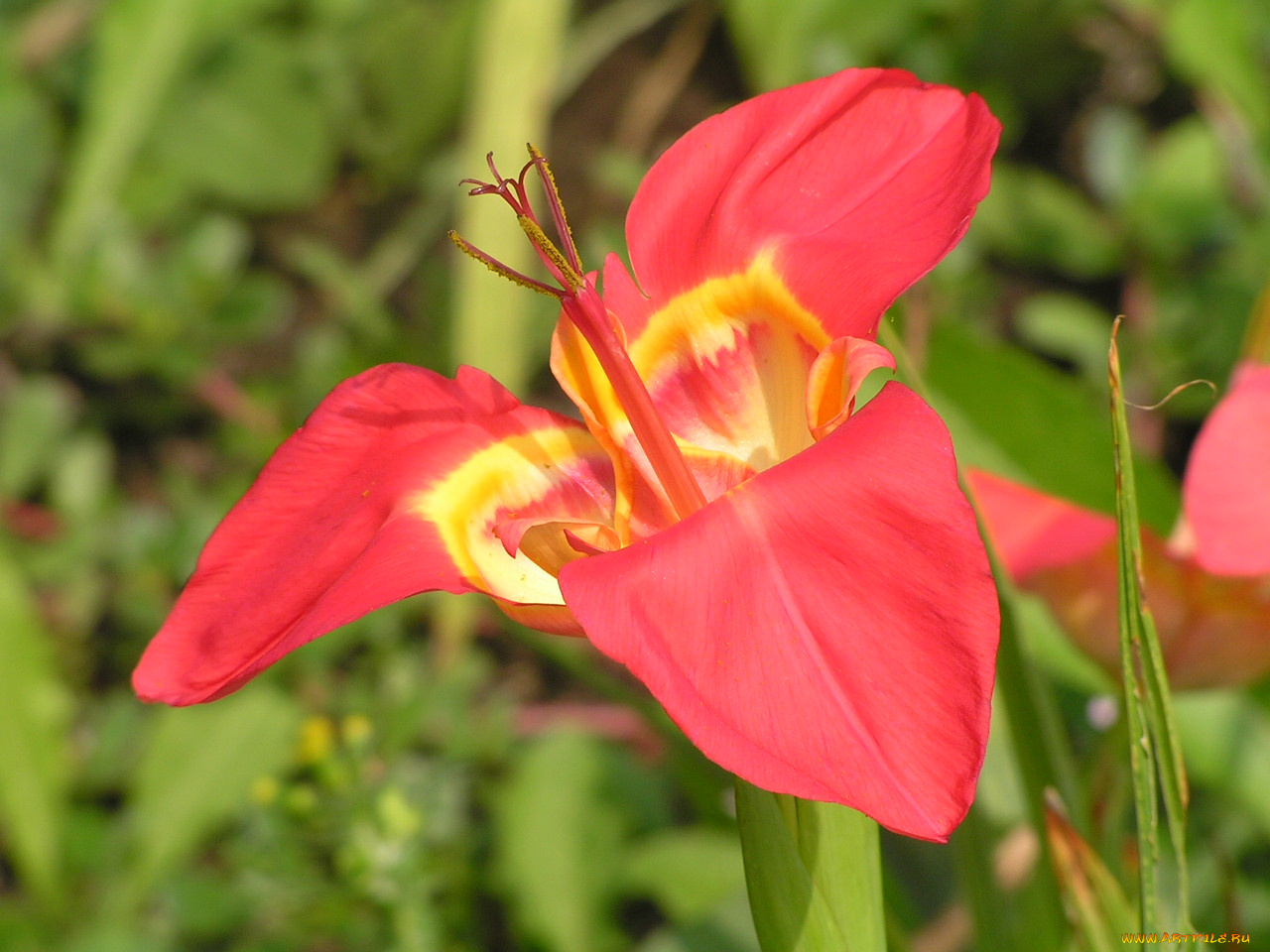 цветоЧек, цветы