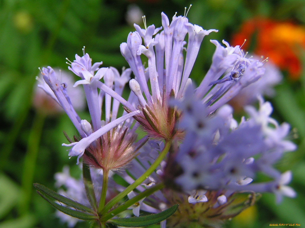 цветоЧек, цветы