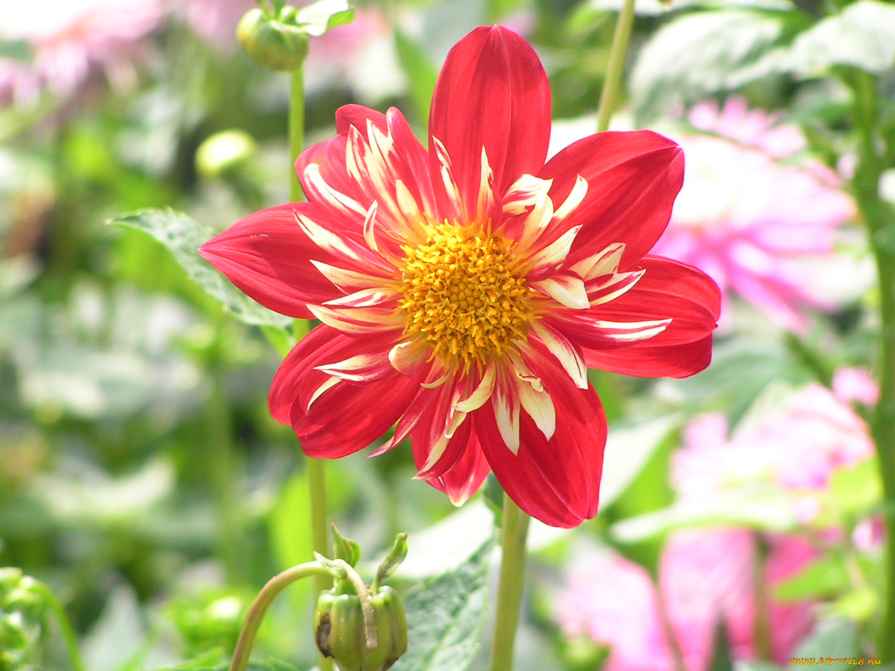 цветоЧек, цветы, георгины